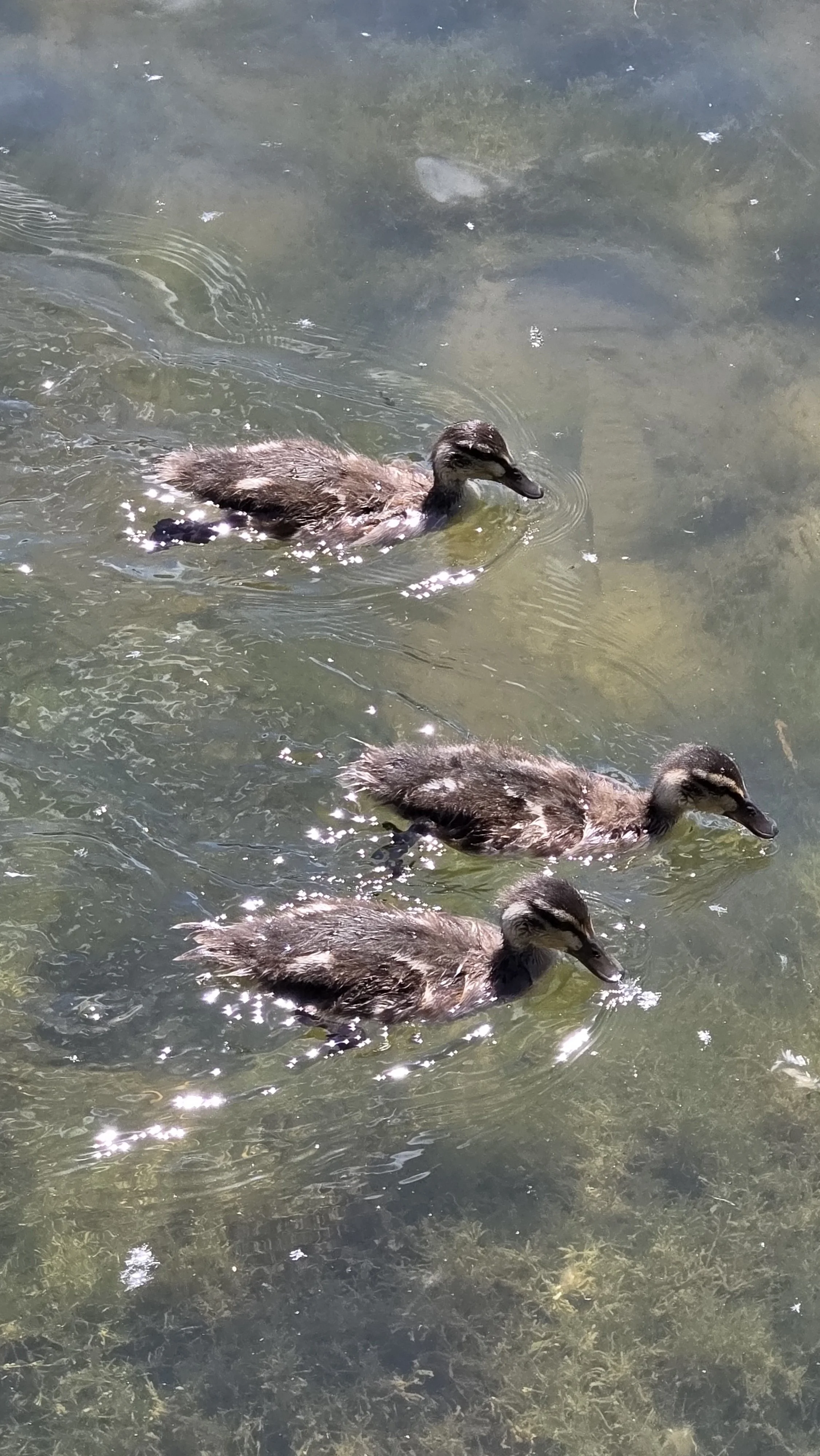 Three ducklings swimming in a clear pond.