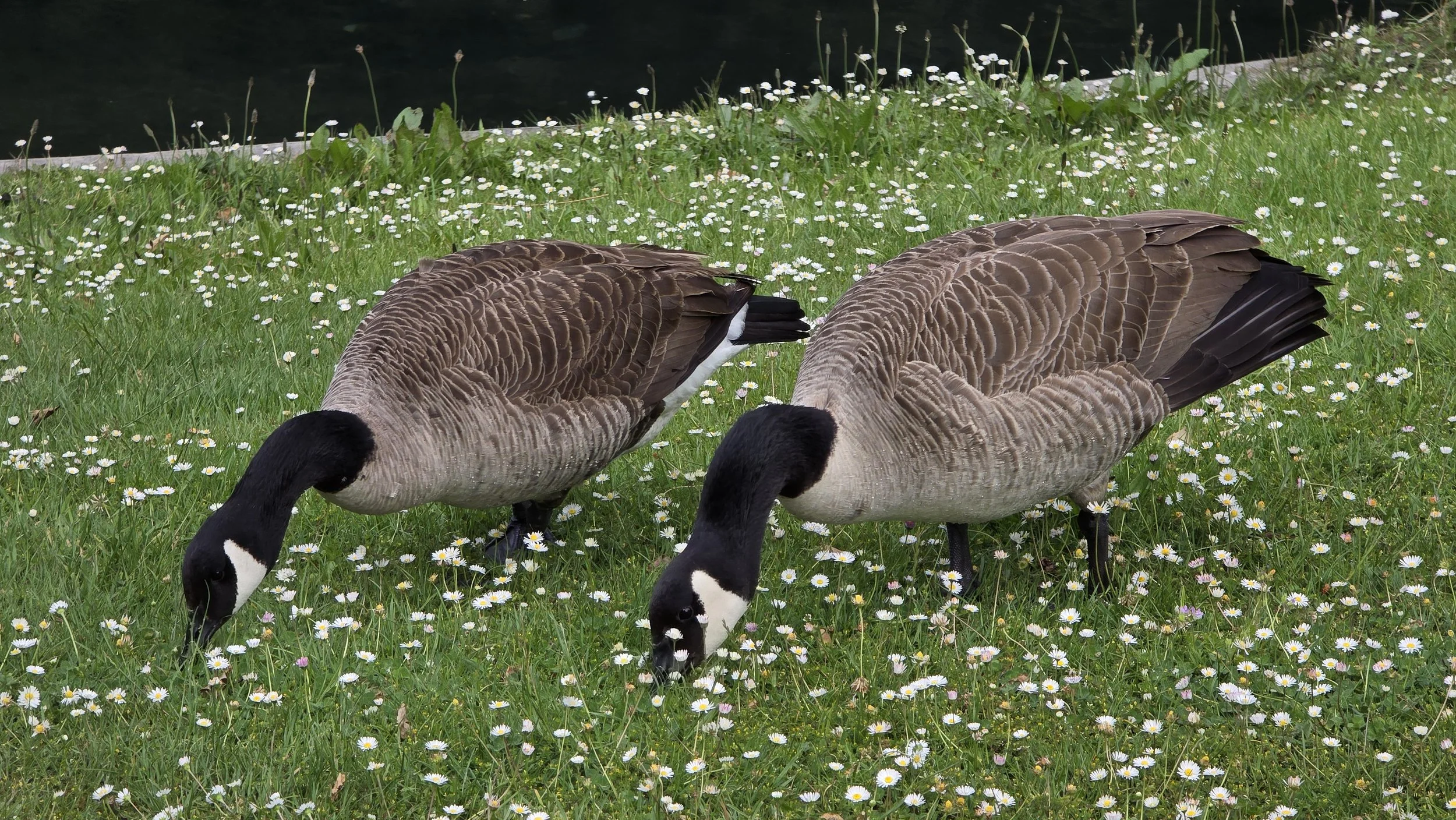 Two Canada geese grazing on a grassy field with small white daisies, near a water body.