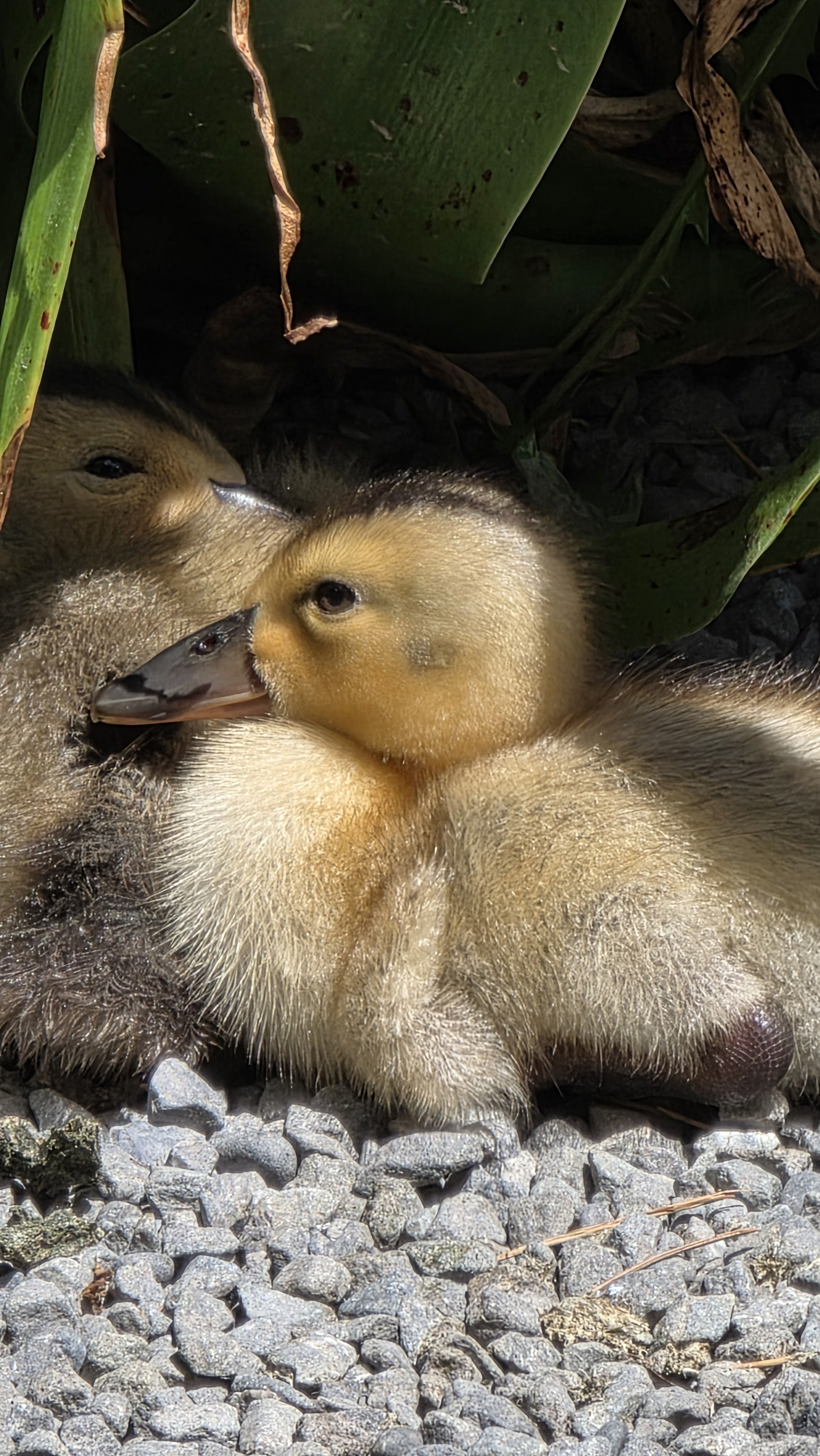 Close-up of two baby ducklings nestled together on a gravel surface, surrounded by green leaves.