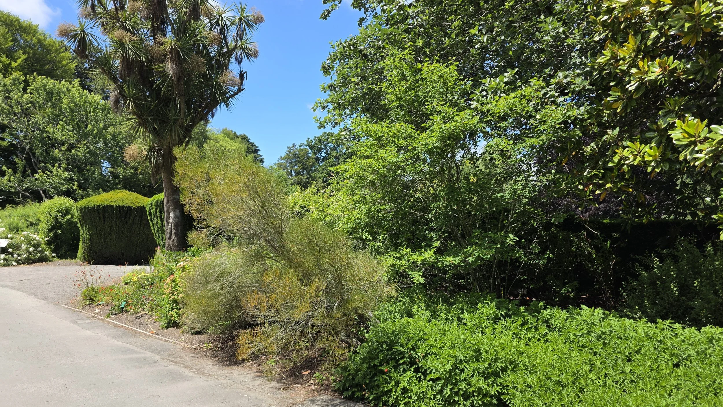 A lush garden with various green trees, shrubs, and bushes under a bright blue sky with some scattered clouds. A paved pathway runs alongside the plants.