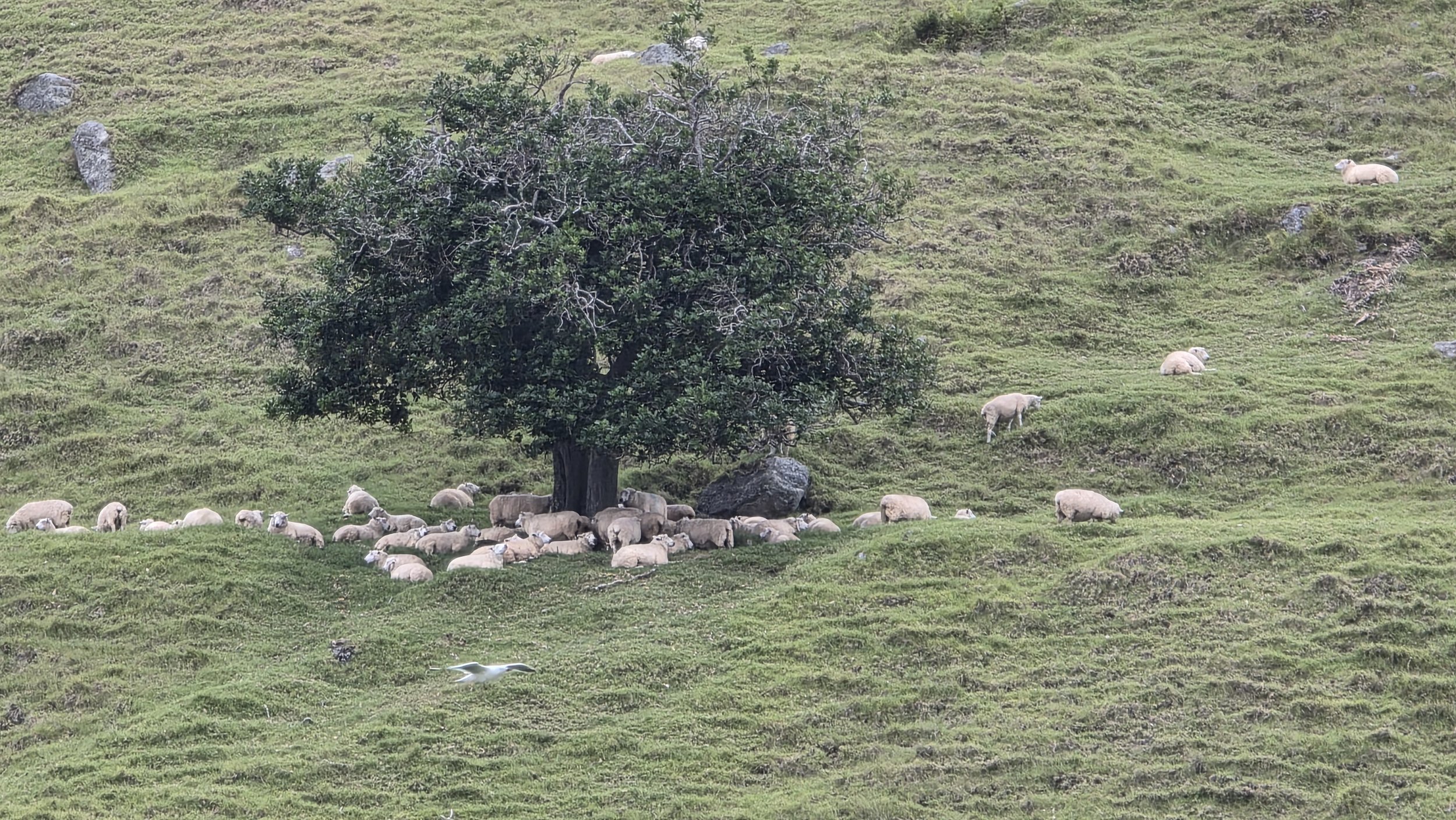 A flock of sheep resting around a large tree on a grassy hillside, with a white bird flying in the foreground.