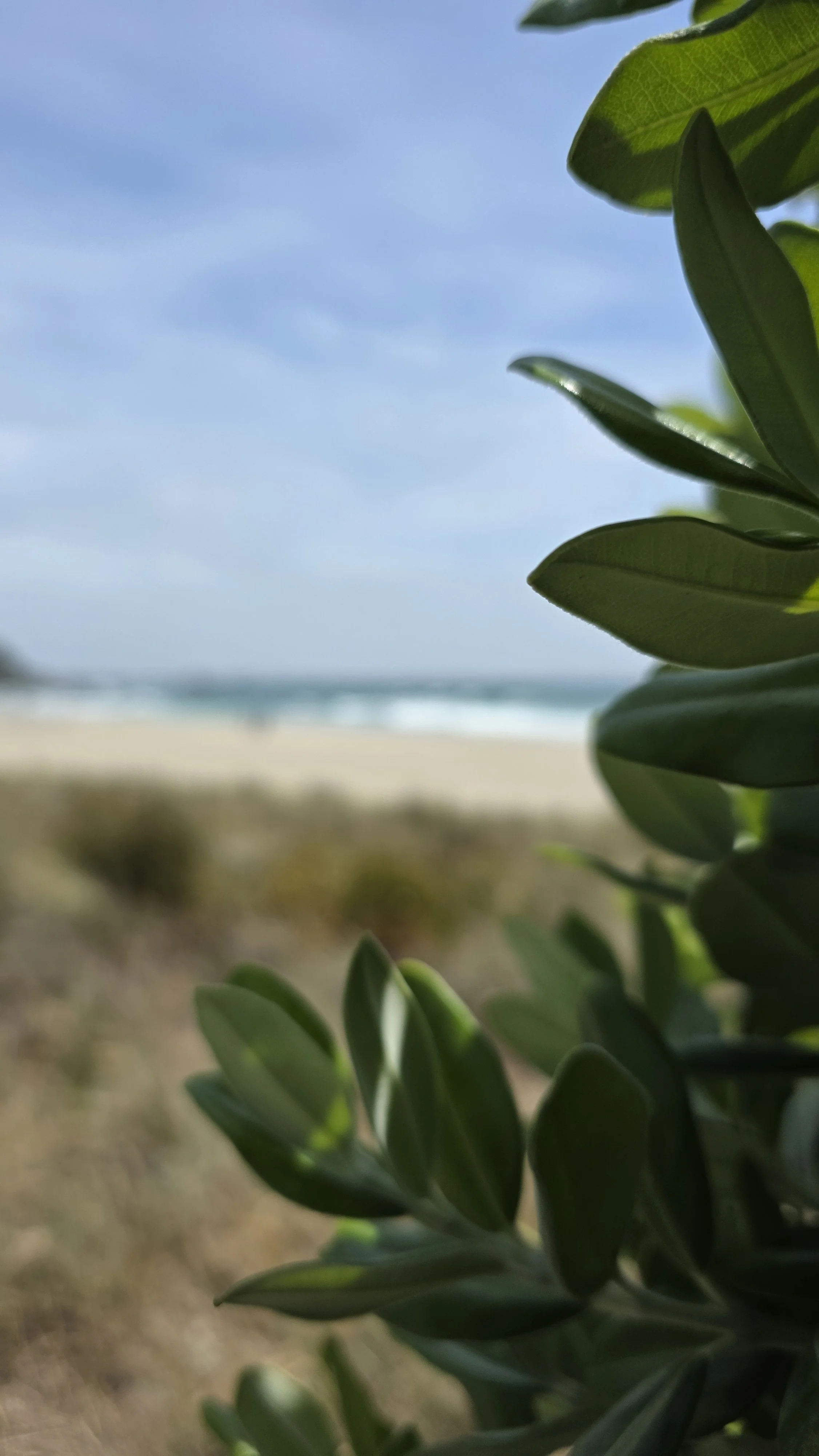 Close-up of green leaves with a blurred beach and ocean in the background under a partly cloudy sky.