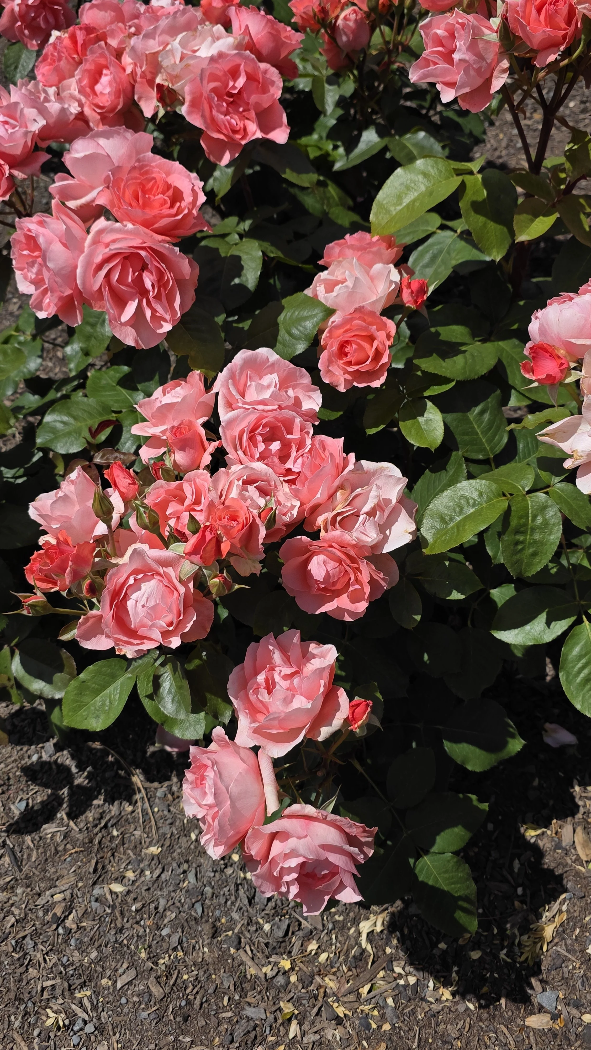 Pink roses blooming on a bush in a garden.
