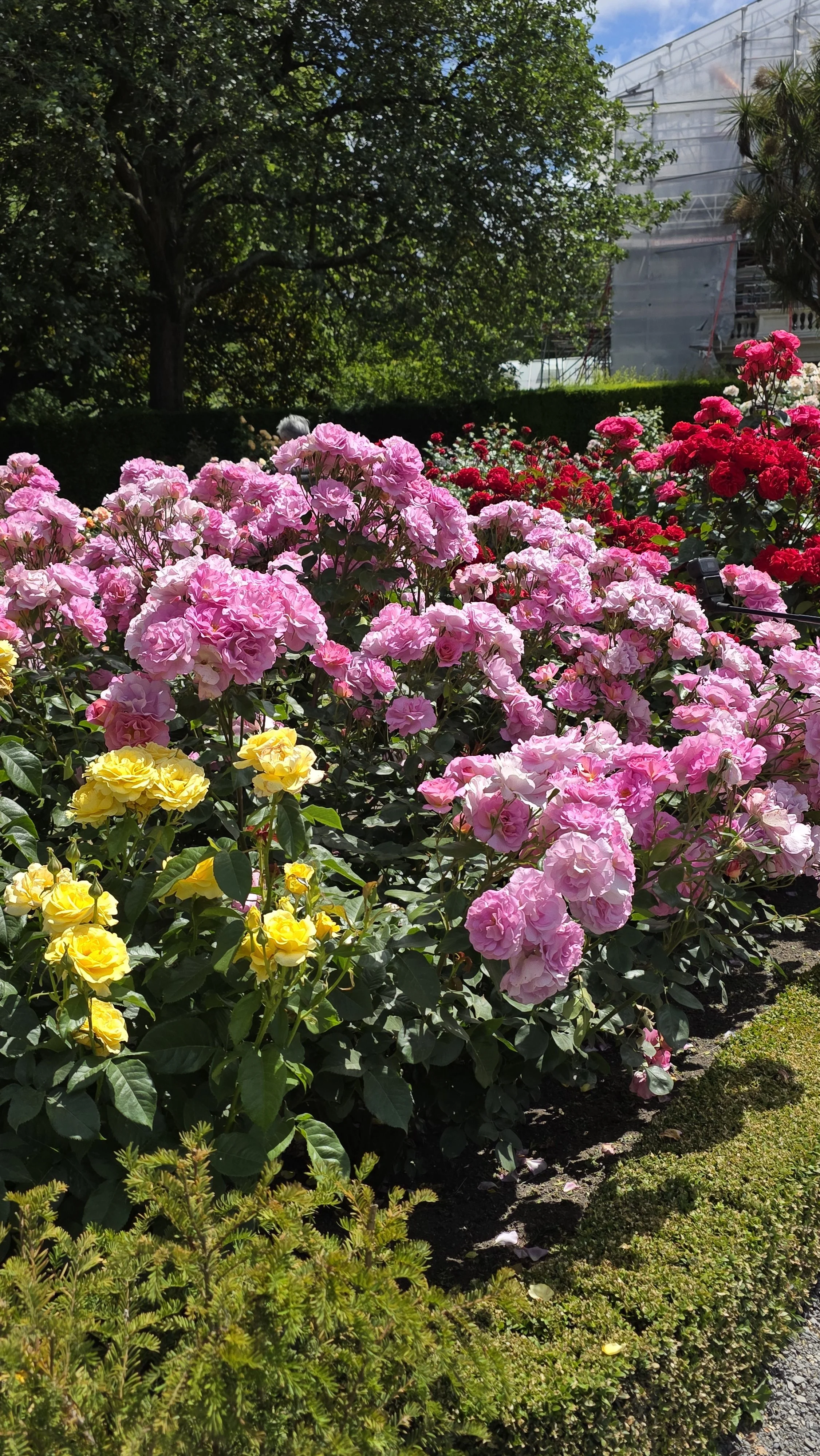 Colorful roses in a garden with trees and a greenhouse in the background.