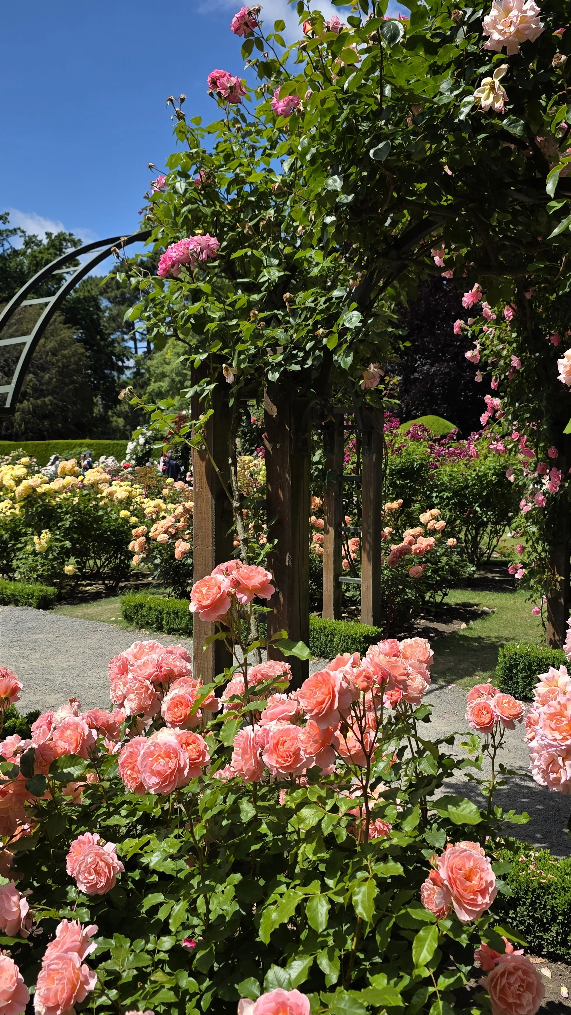 A vibrant garden with pink and peach roses, wooden trellises, and green foliage under a blue sky.