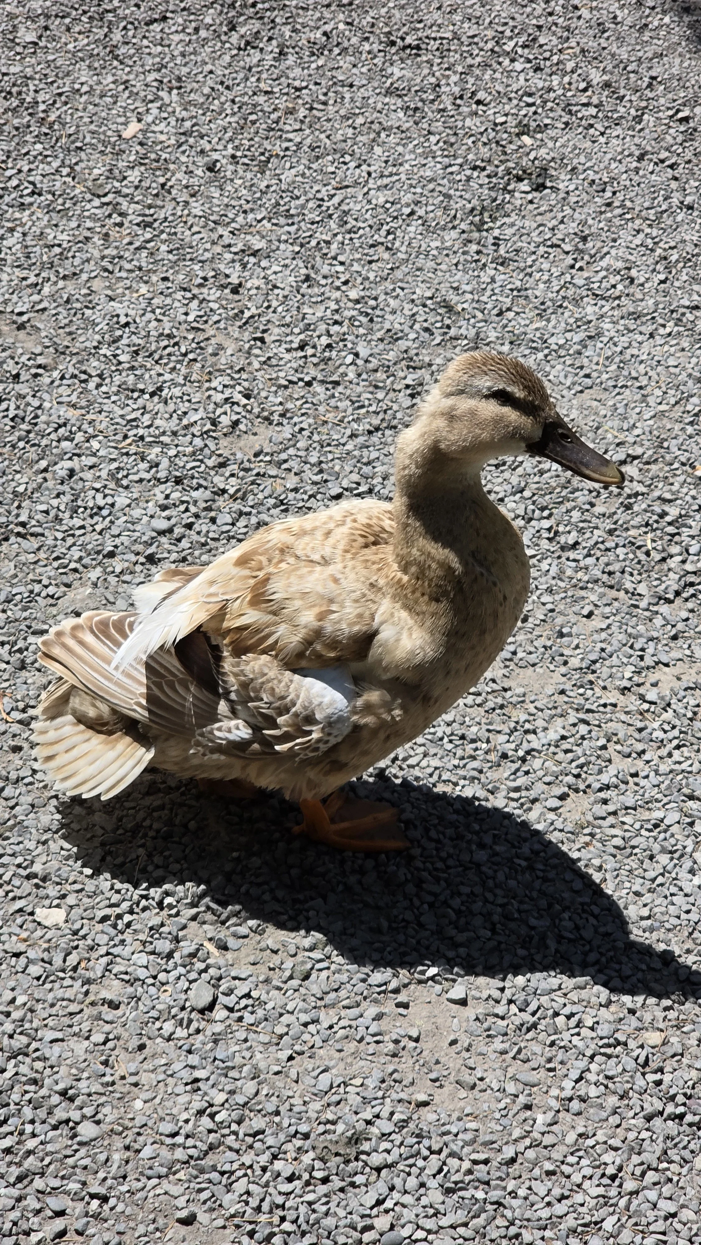 A young duck standing on gravel with shadows, showing brown feathers and a dark bill.