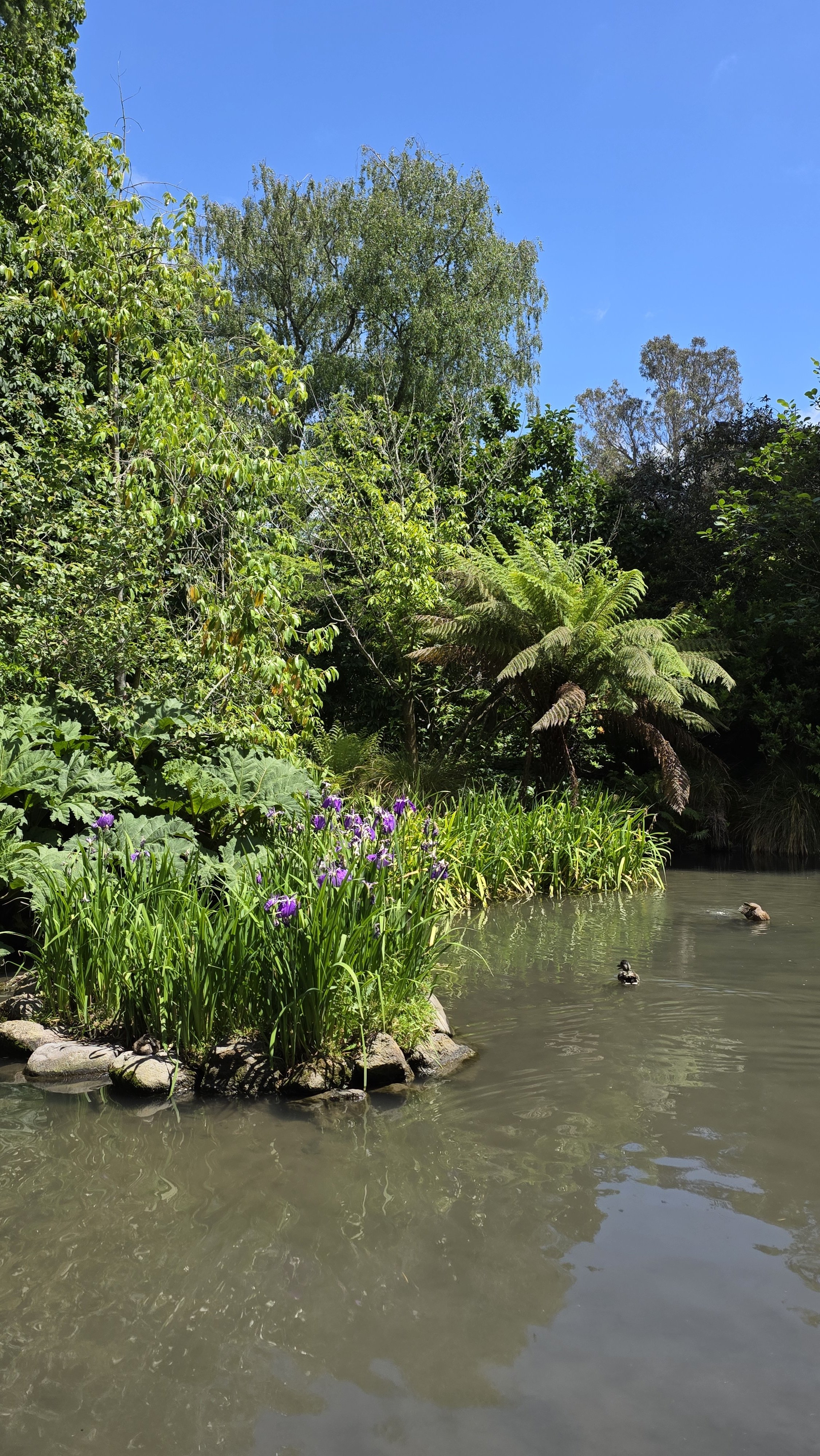 A peaceful pond surrounded by lush green trees and plants, with purple flowers along the shoreline and ducks swimming in the water, under a bright blue sky.