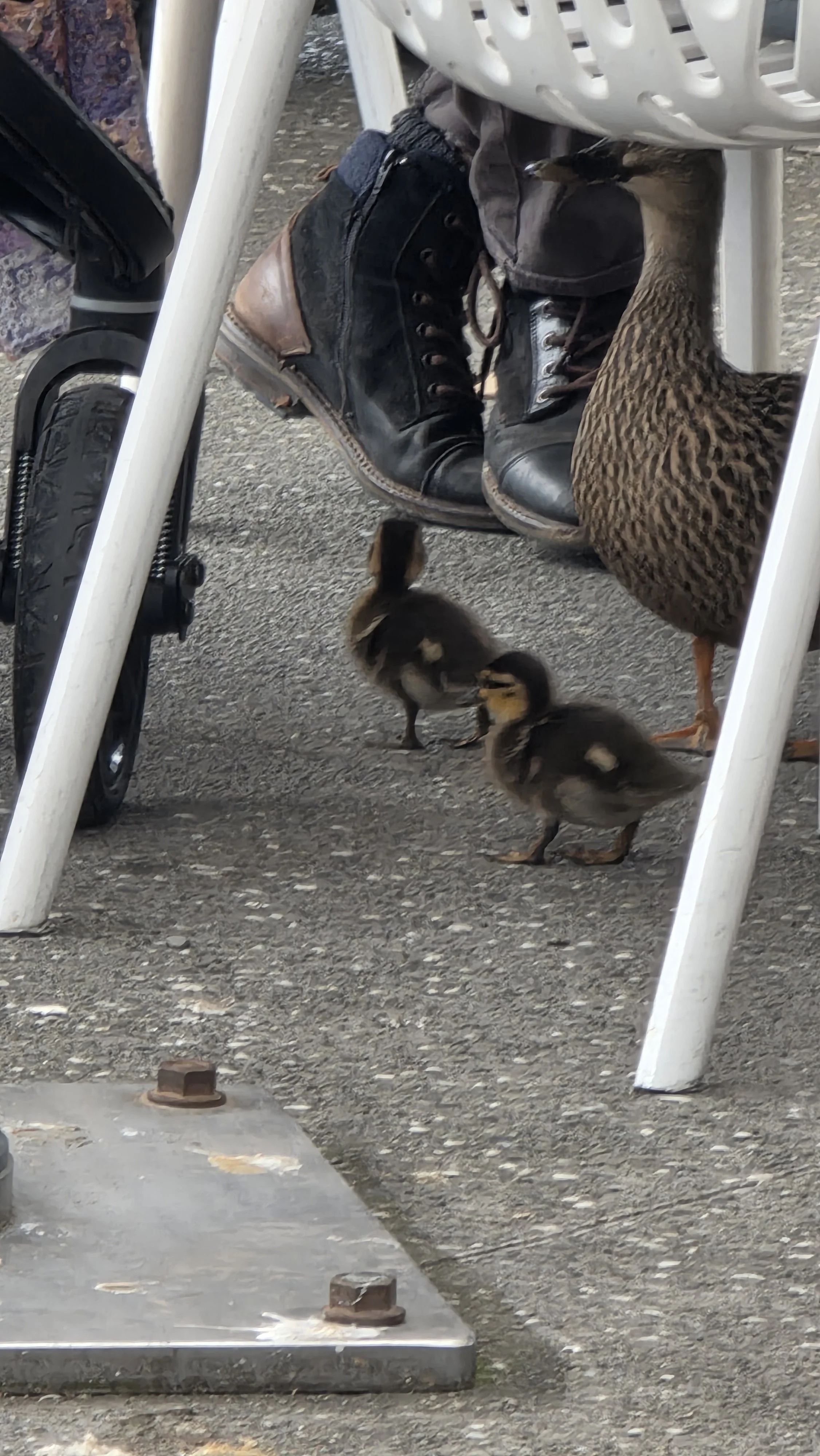 Two ducklings standing on asphalt ground underneath white outdoor furniture near a black stroller and brown leather shoes.