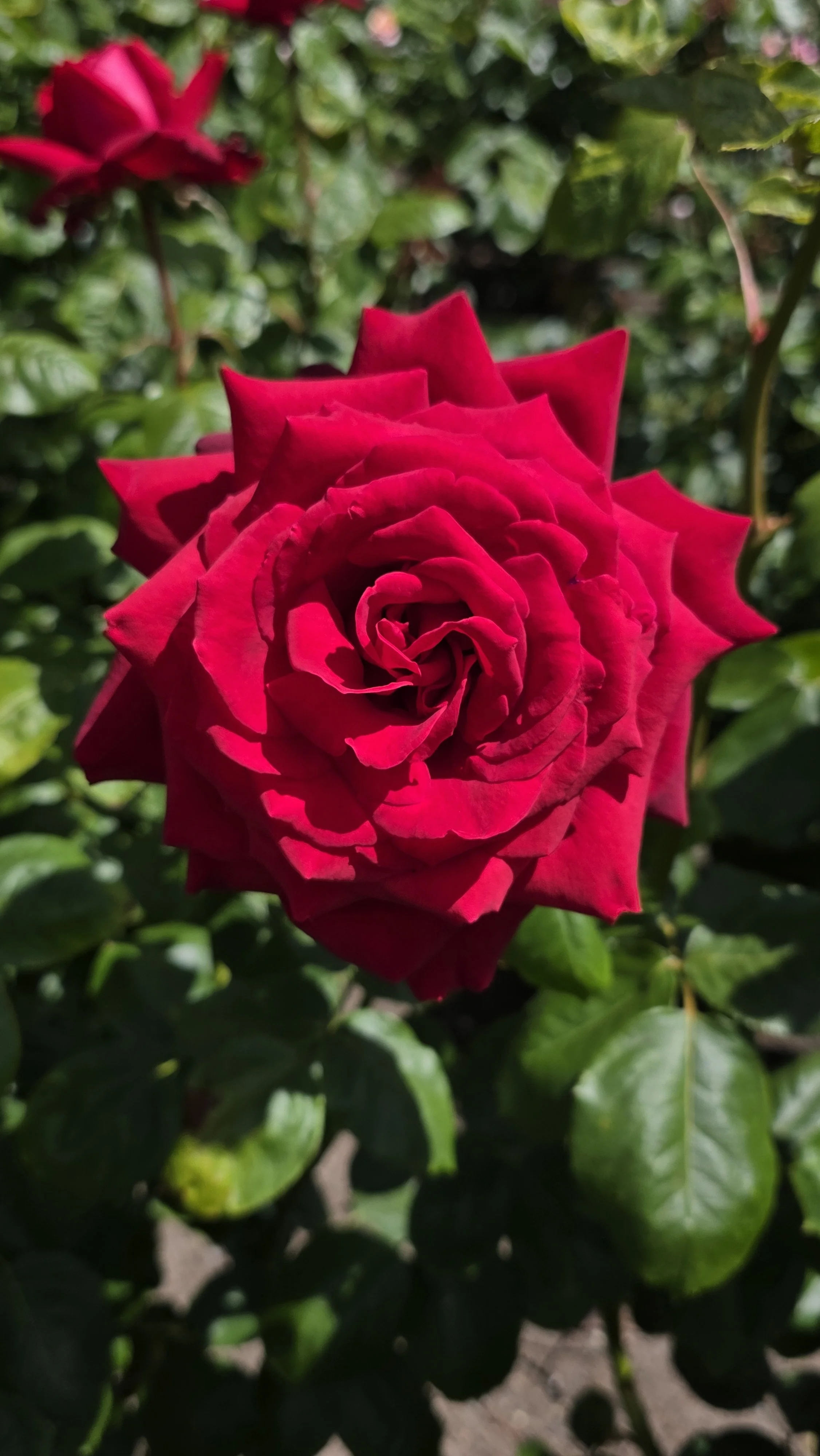Close-up of a vibrant red rose in full bloom with green leaves in the background.