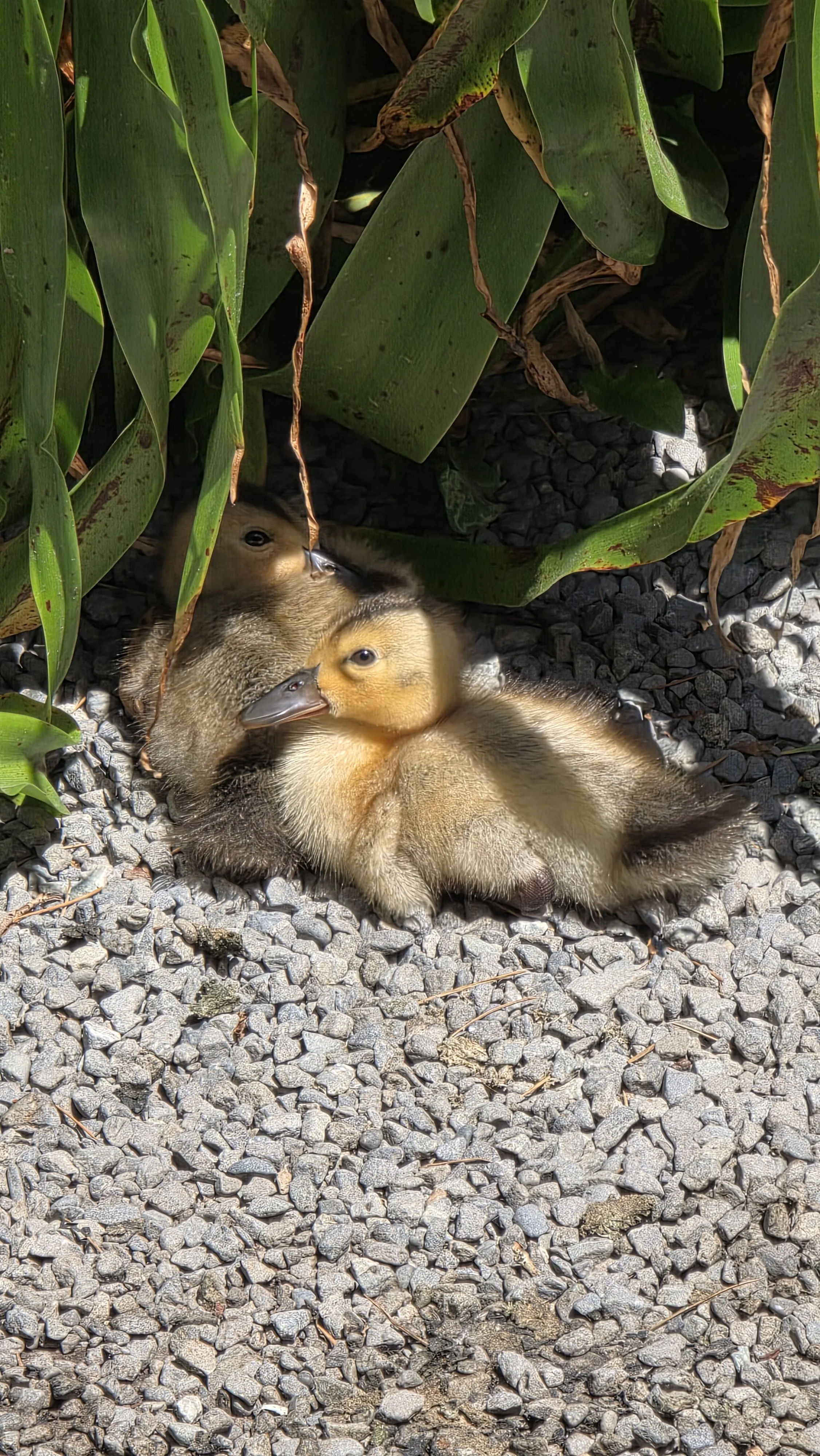 Three ducklings resting on gravel under green plants