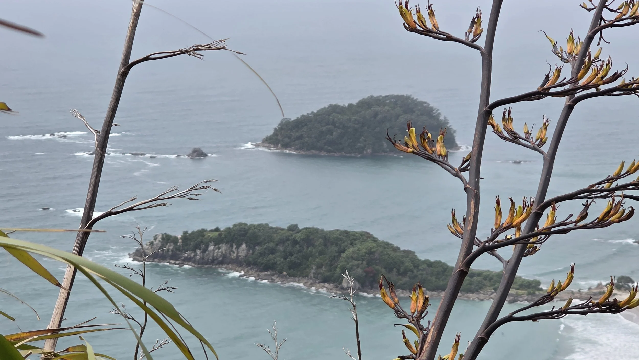 View of two small, tree-covered islands in the ocean, seen through tree branches with yellow flowers in the foreground.