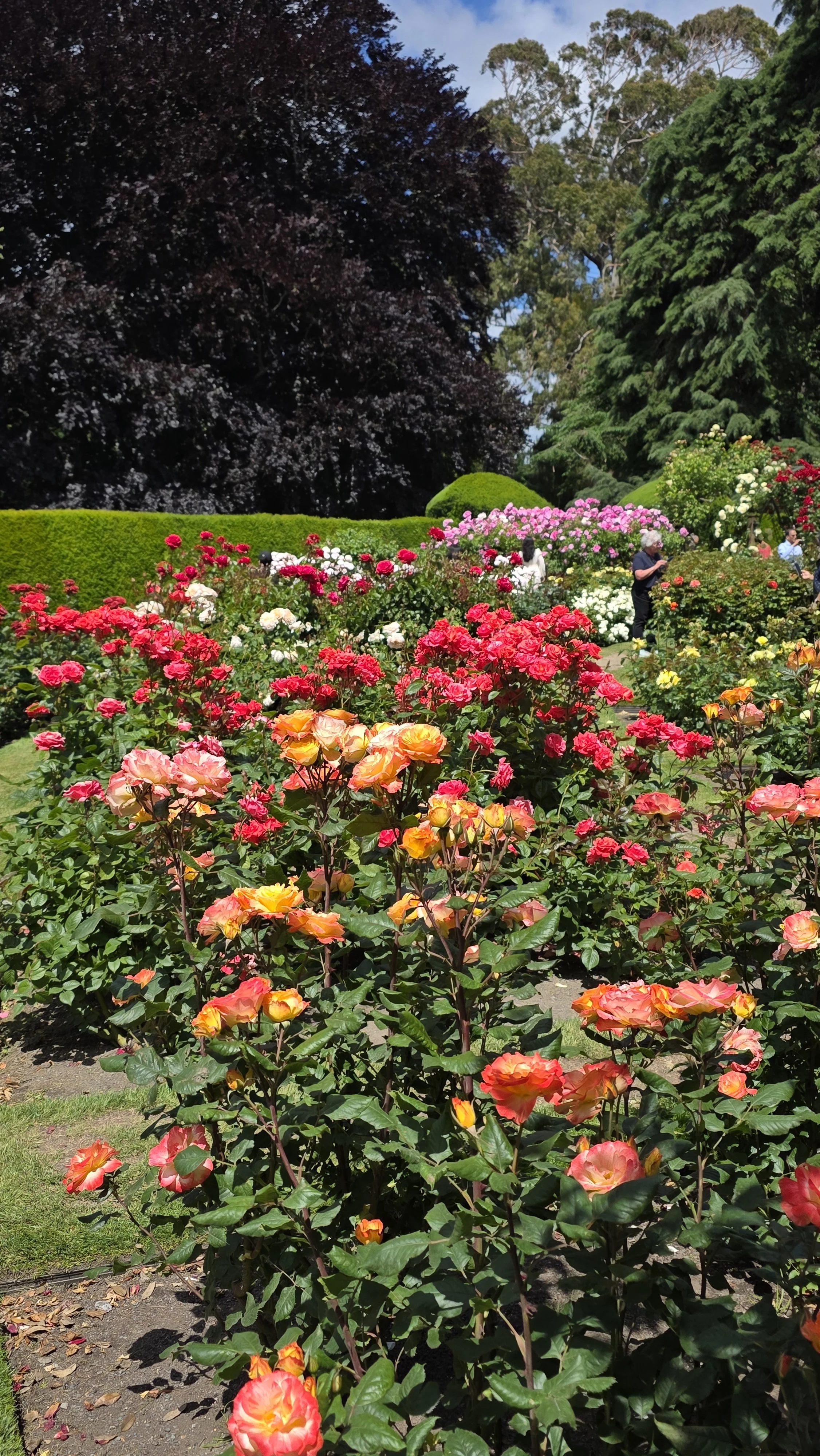 Colorful roses in full bloom in a botanical garden with green trees and blue sky in the background, with a few people viewing the flowers.