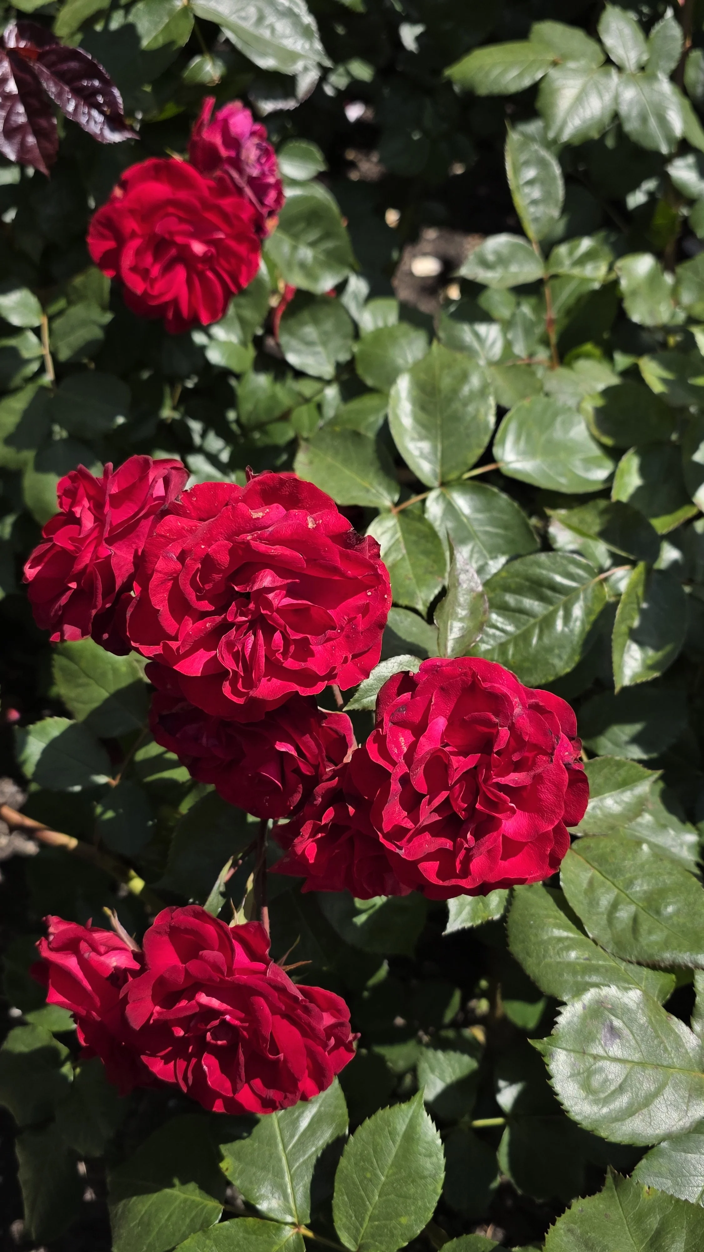 Red roses in bloom among green foliage.