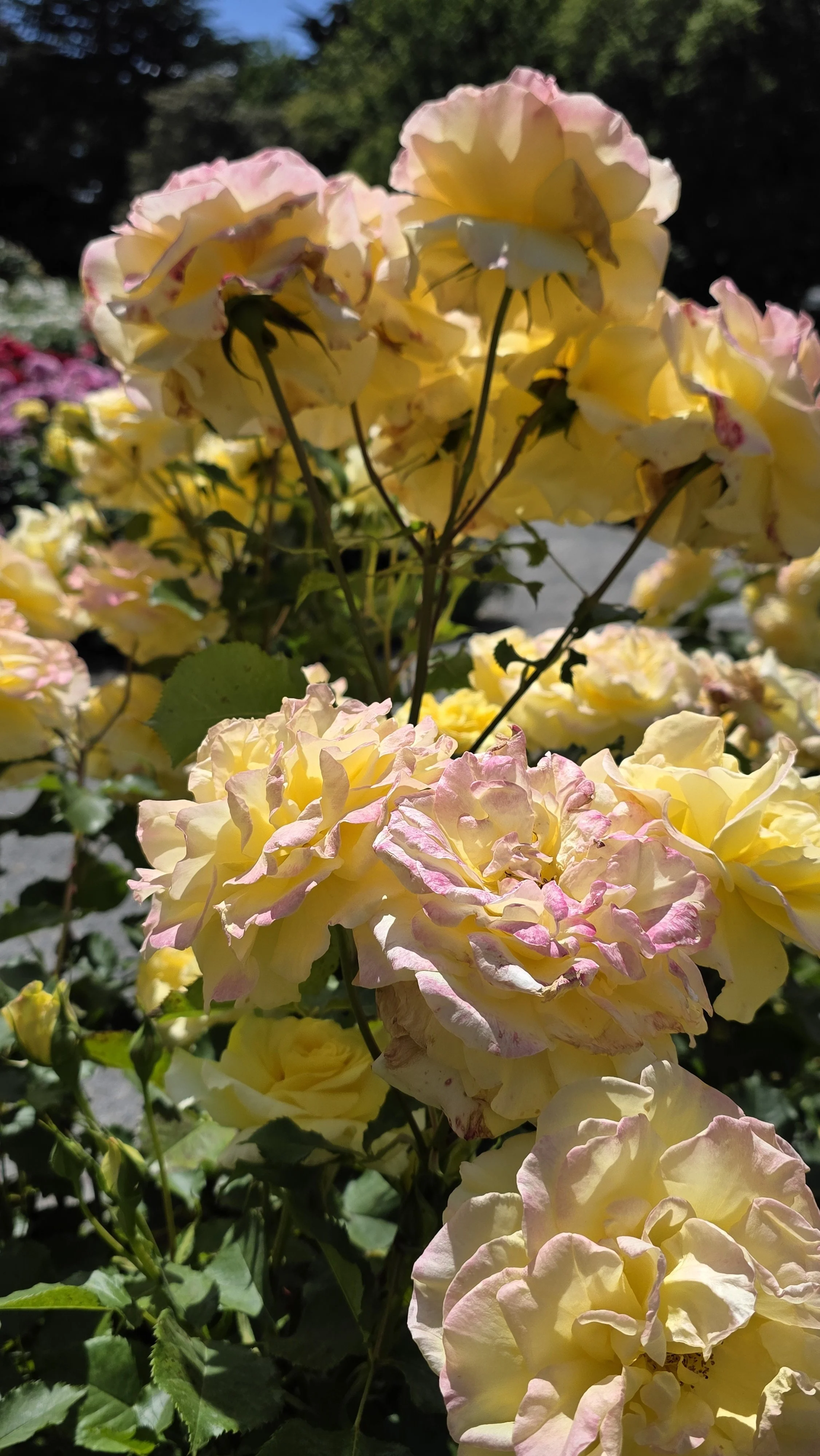 Close-up of yellow roses with pink edges blooming in sunlight.