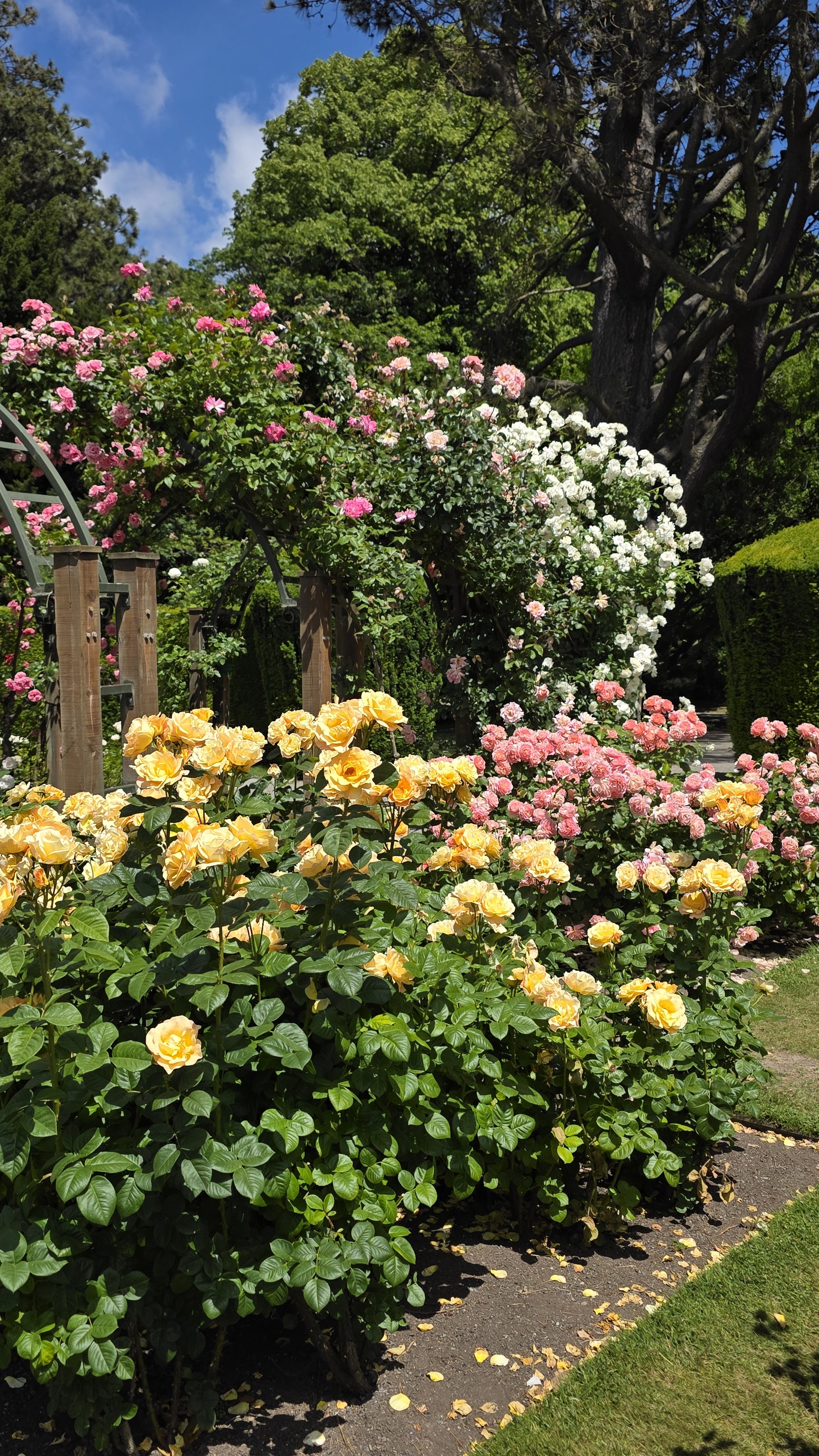 Colorful garden with yellow, pink, and white roses in full bloom under a blue sky with trees in the background.