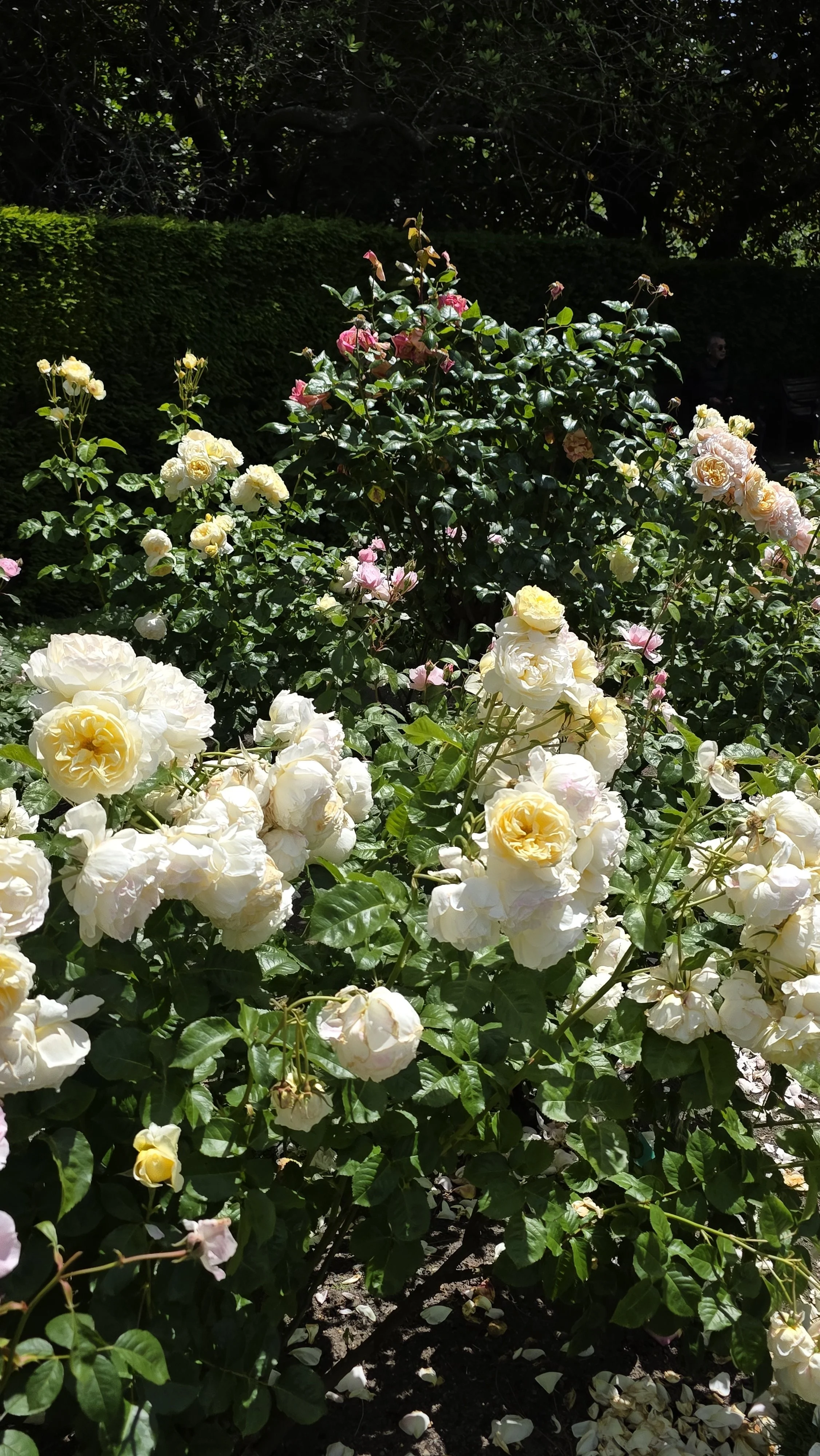A garden scene with blooming roses in white, yellow, and pink, with green leaves and a dark hedge in the background under a sunny sky.
