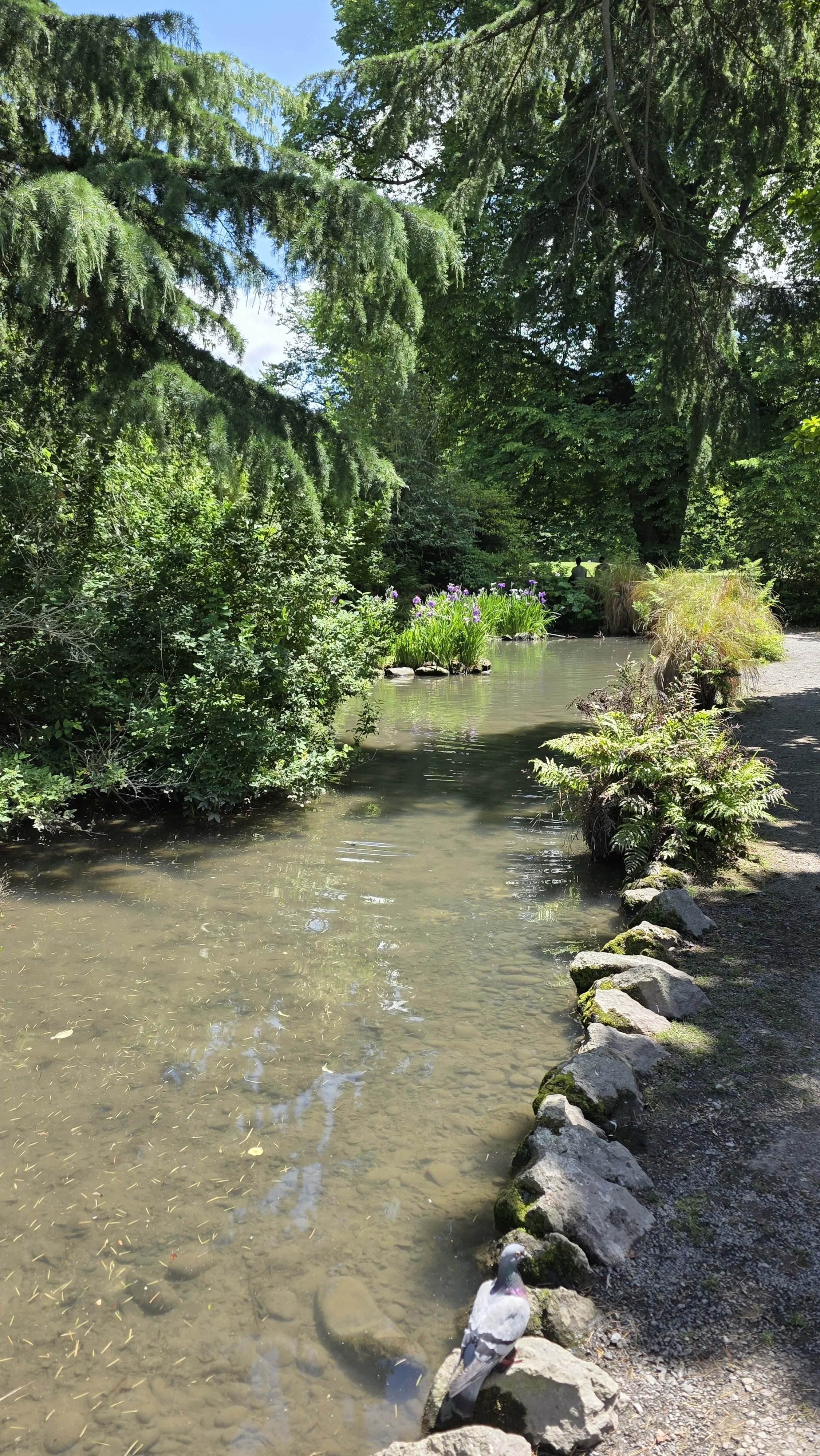 A peaceful garden scene with a gentle stream bordered by rocks and lush greenery, including bushes, tall trees, and purple flowers, with a pigeon standing on a rock near the water.