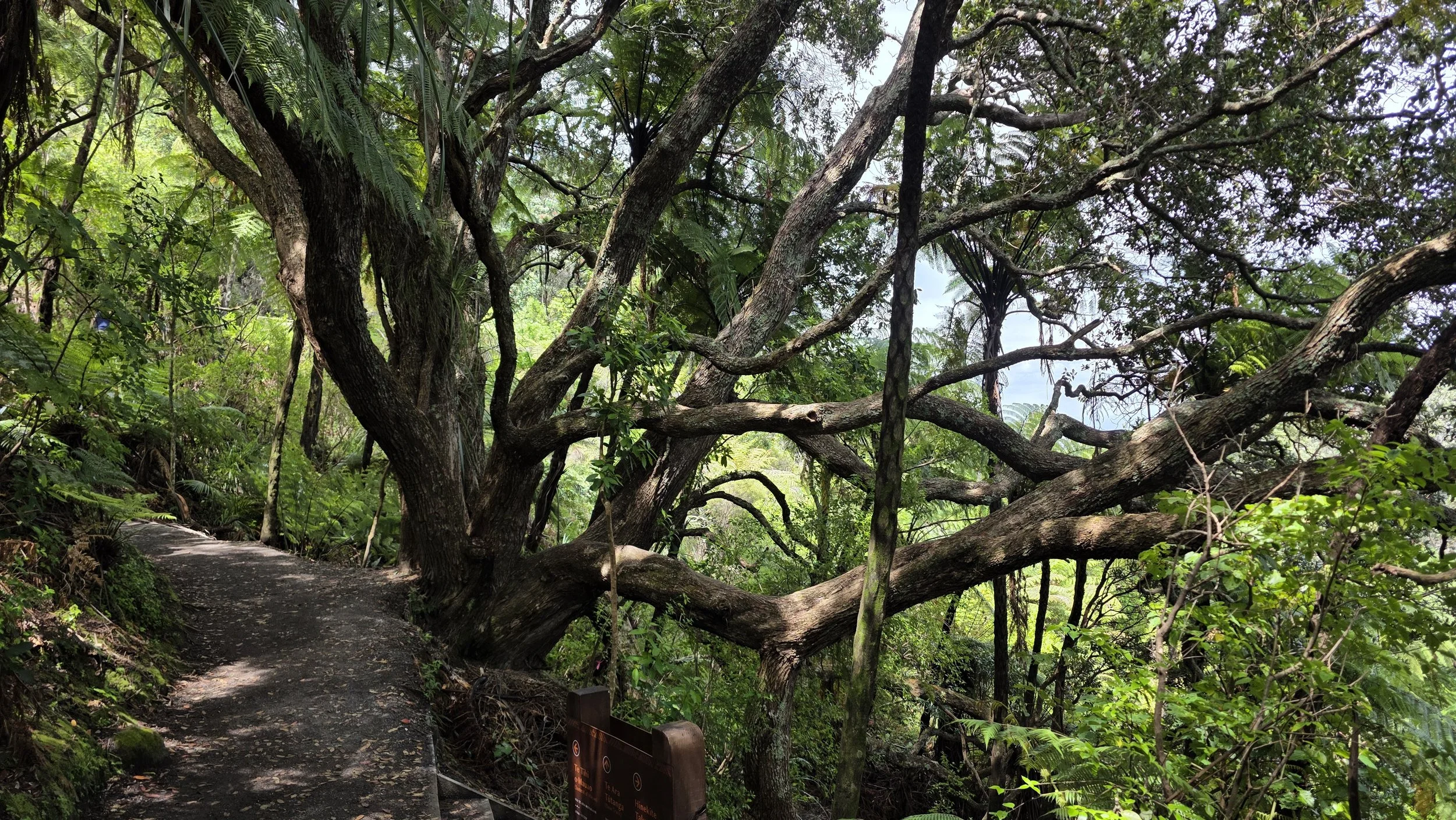 A narrow trail through a dense forest with large, winding tree branches and green foliage.