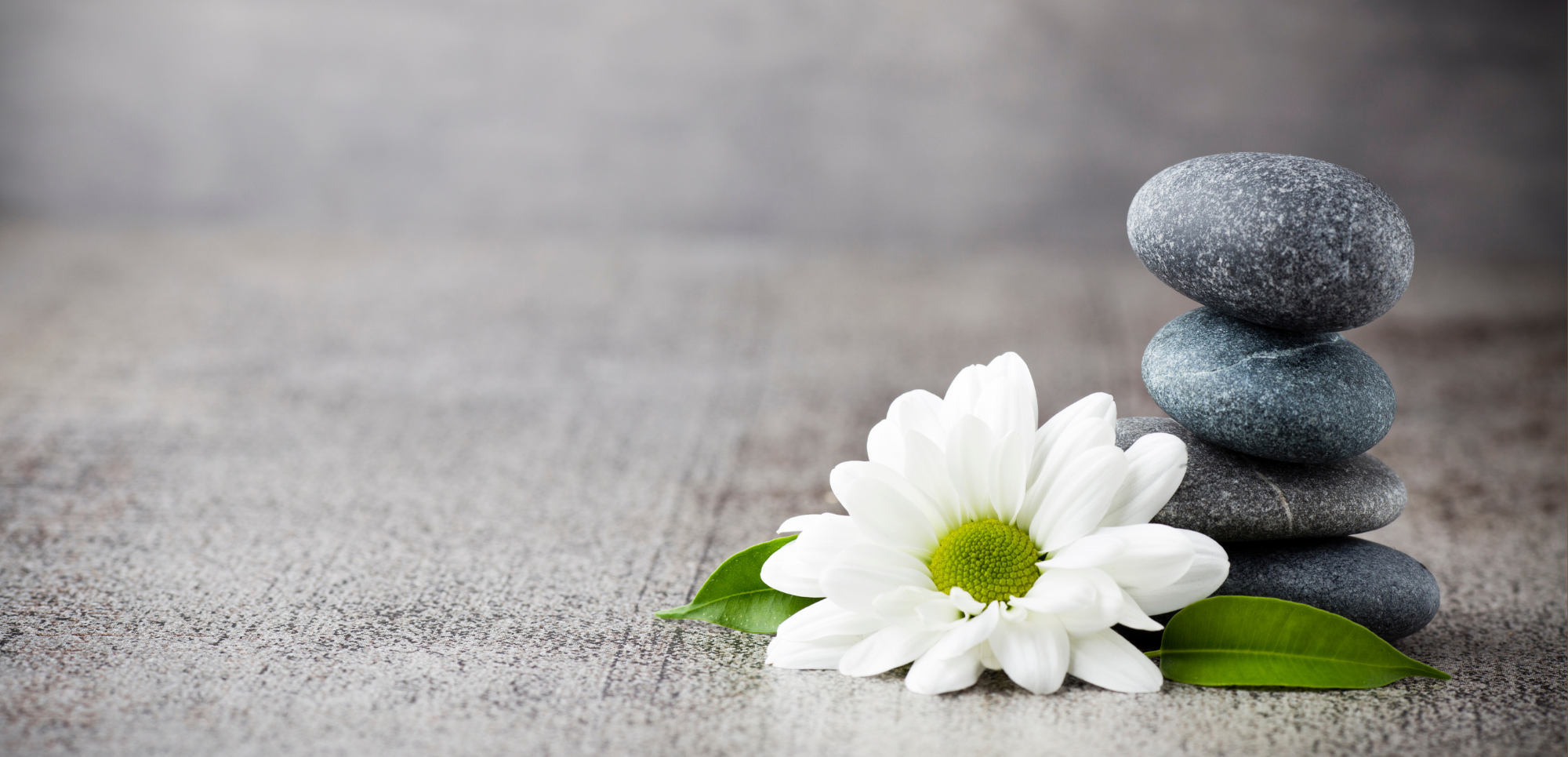 Stack of four smooth gray stones arranged vertically with a white daisy flower with green center and green leaves nearby on a textured gray surface.
