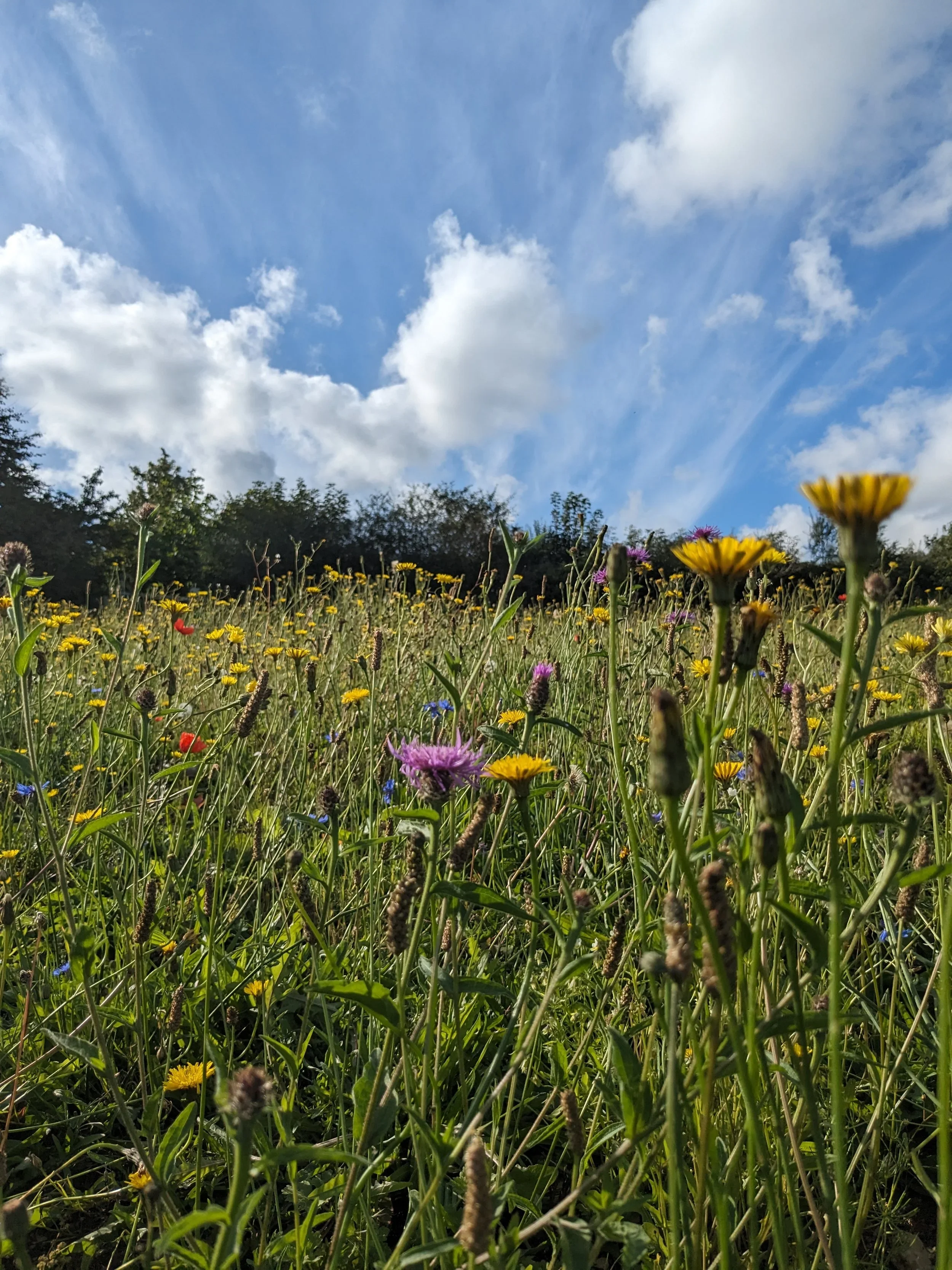 new wildflower meadow