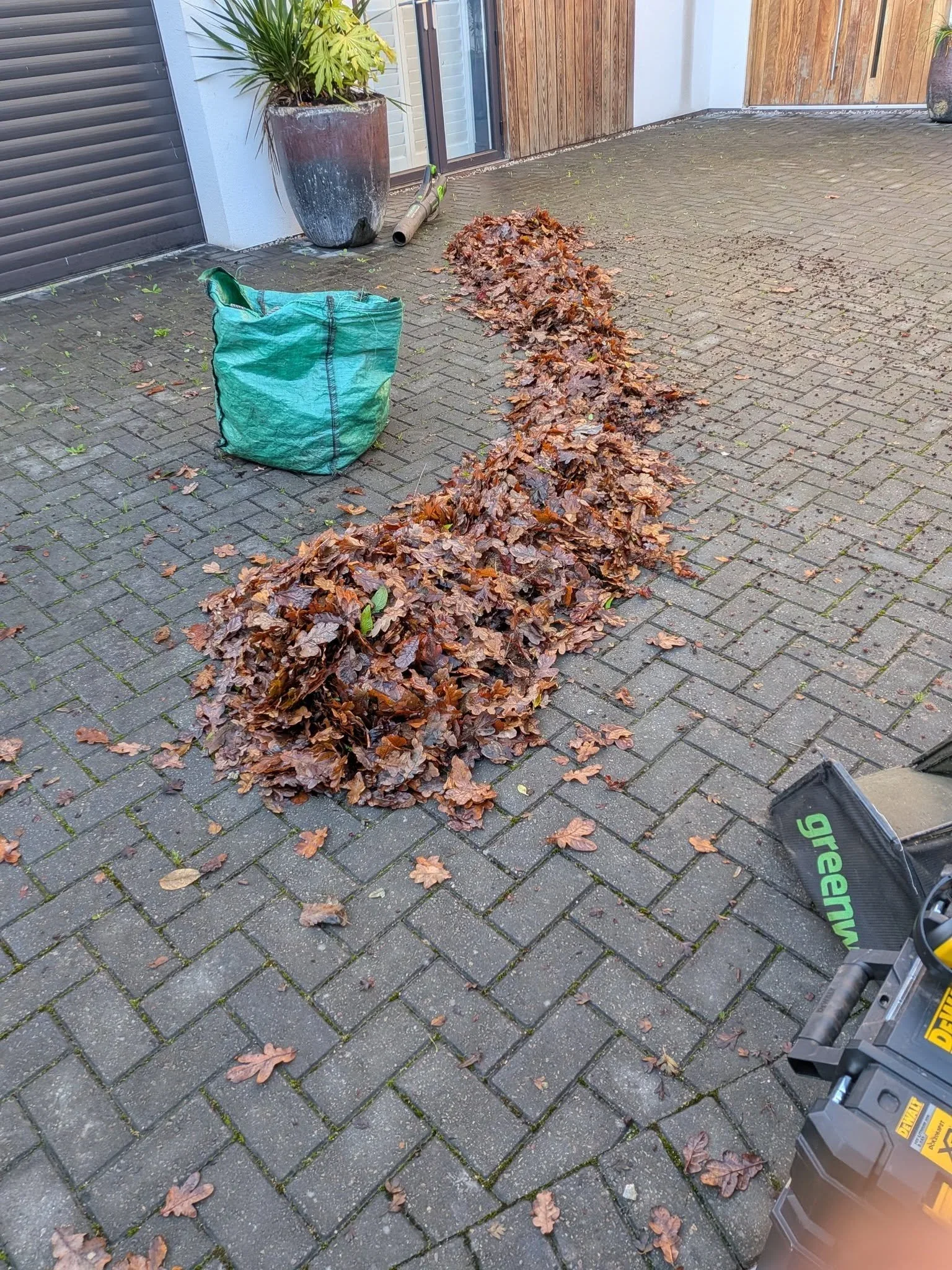 Why We 'Leave the Leaves' for Totnes Hedgehogs 🦔
