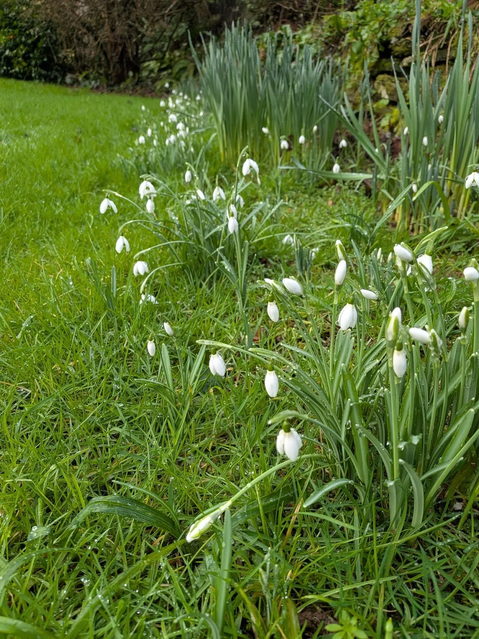 🌿 How Totnes Gardening Thinks About Snowdrops