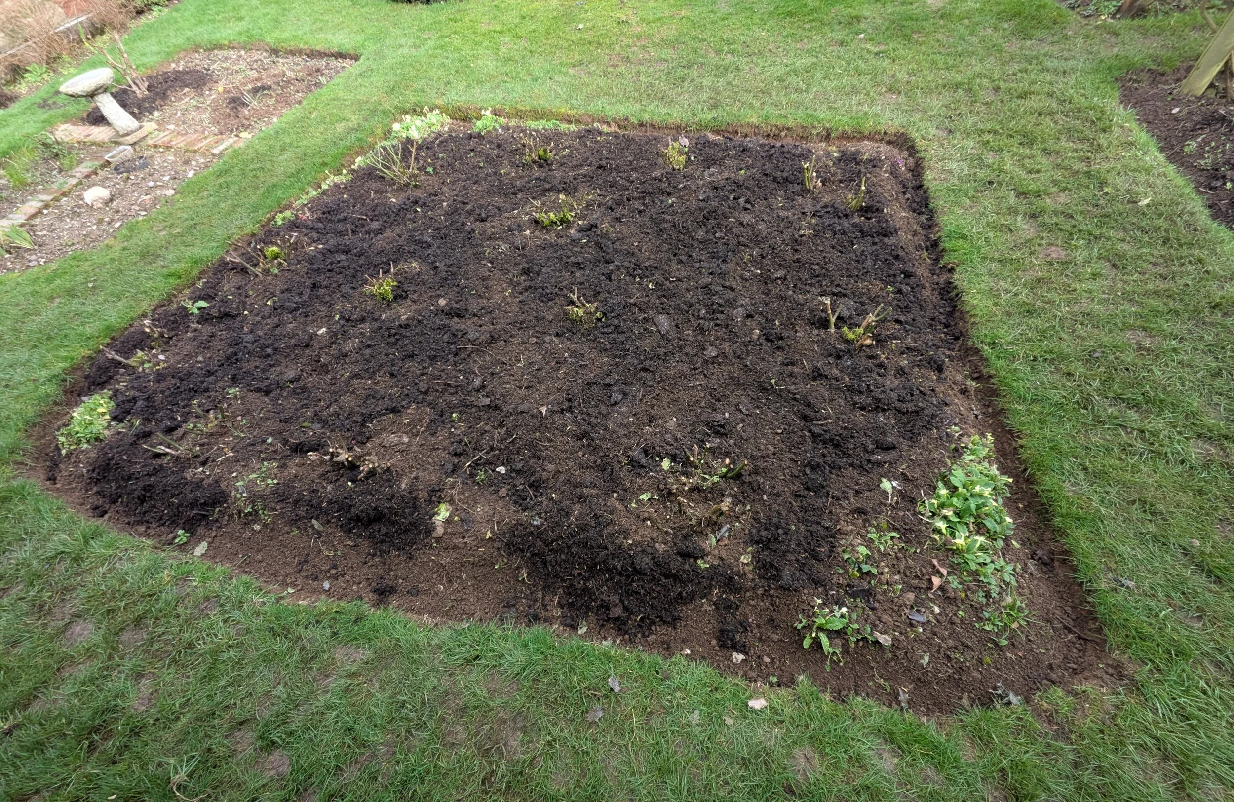 Clearing weeds and grass from the base of a rose bush to reduce competition for nutrients.