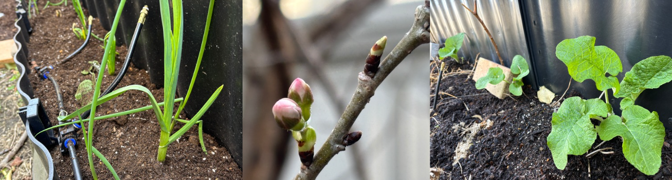 土の中の小さな春、見つけた！
