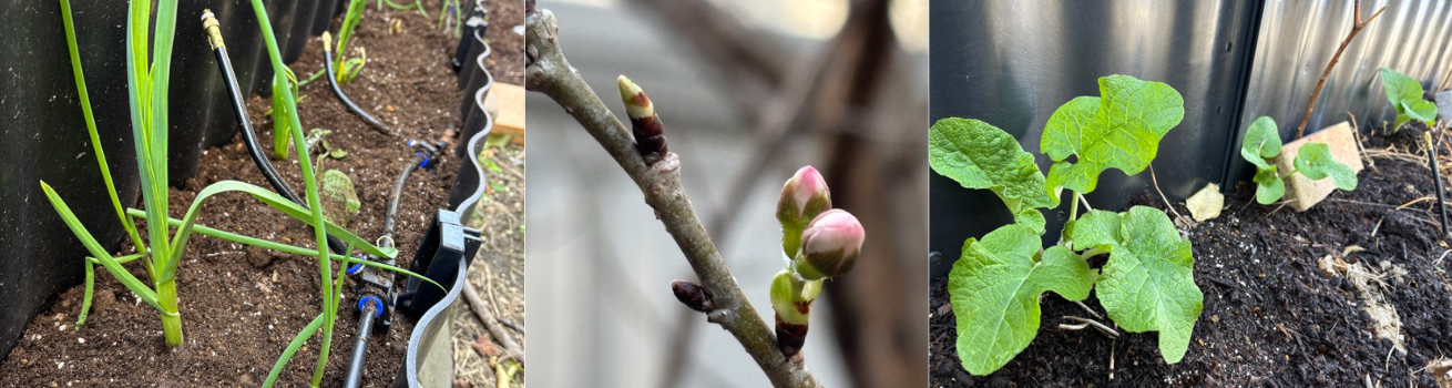 Found a Little Piece of Spring Under the Dirt!