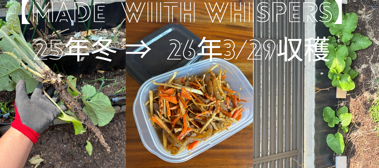 大地の恵み、冬を越えた「ごぼう」の贈り物