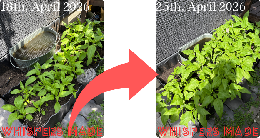 A Miracle in One Week: The Symphony of Life Conducted by the Soil