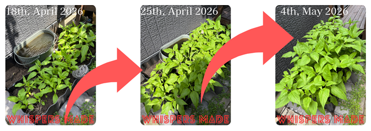 [Explosive Growth!] Winter Soil Prep Paid Off!? Our Sunchokes’ Amazing Head Start! ☆