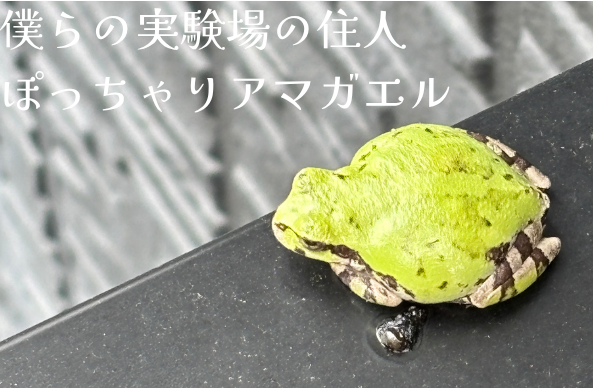 簡易給水システムと土壌（Soil）が奏でる、豊かな生態系の協奏曲。