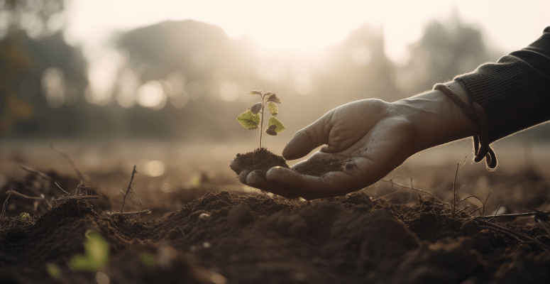 small plant in someone's hand