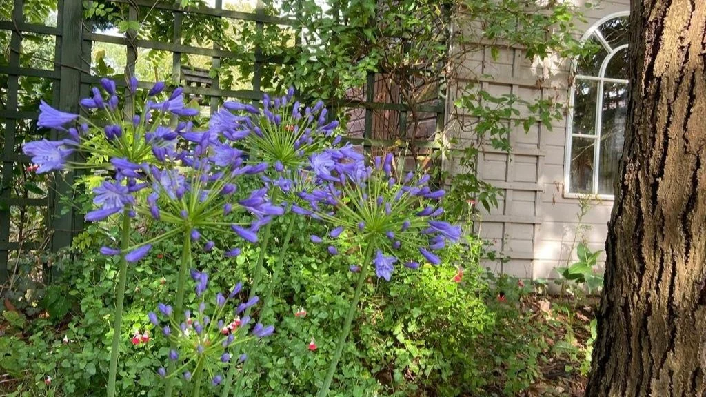 Purple Flowers