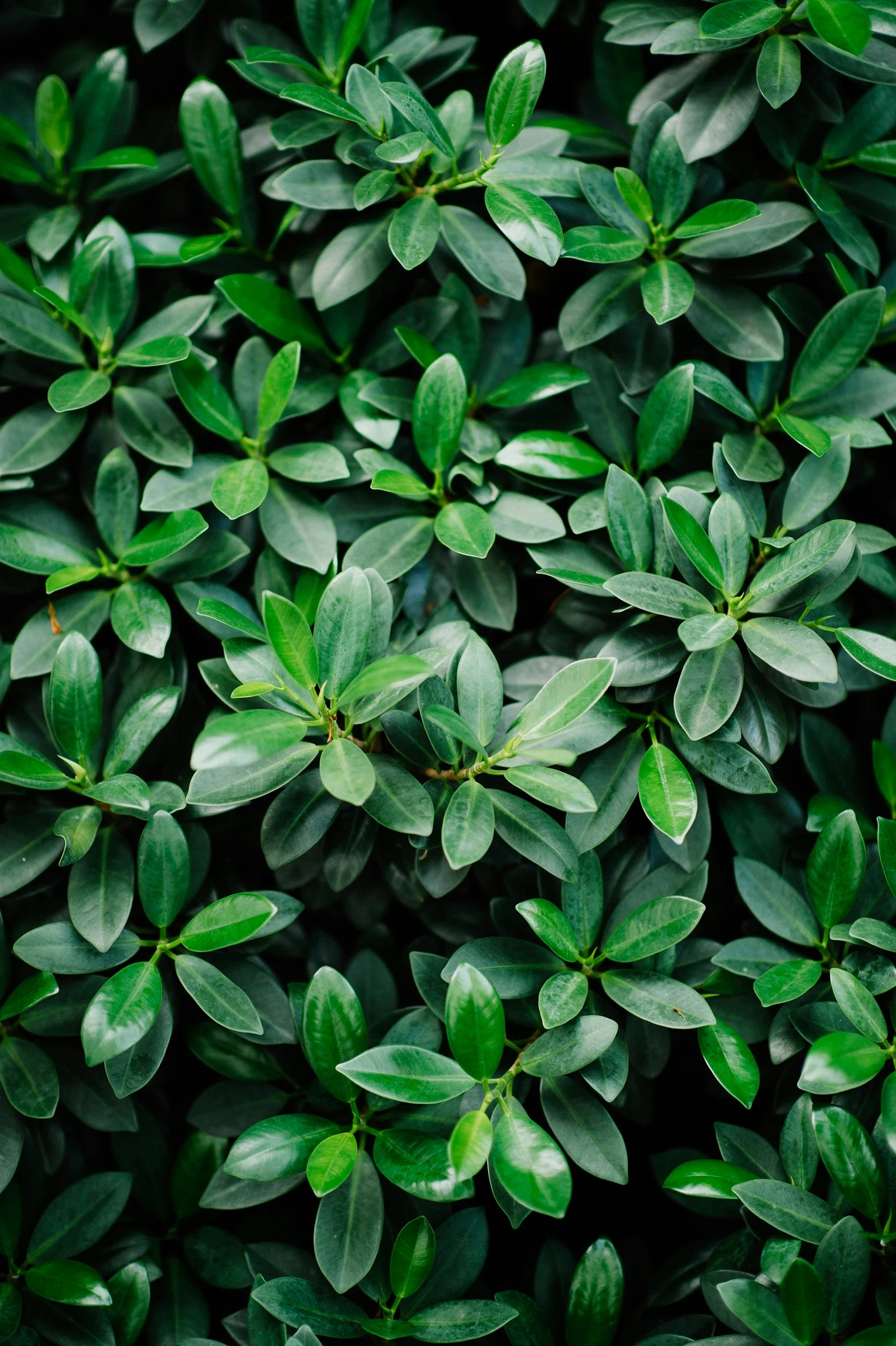 Up close photo of rich green foliage from a landscaped garden