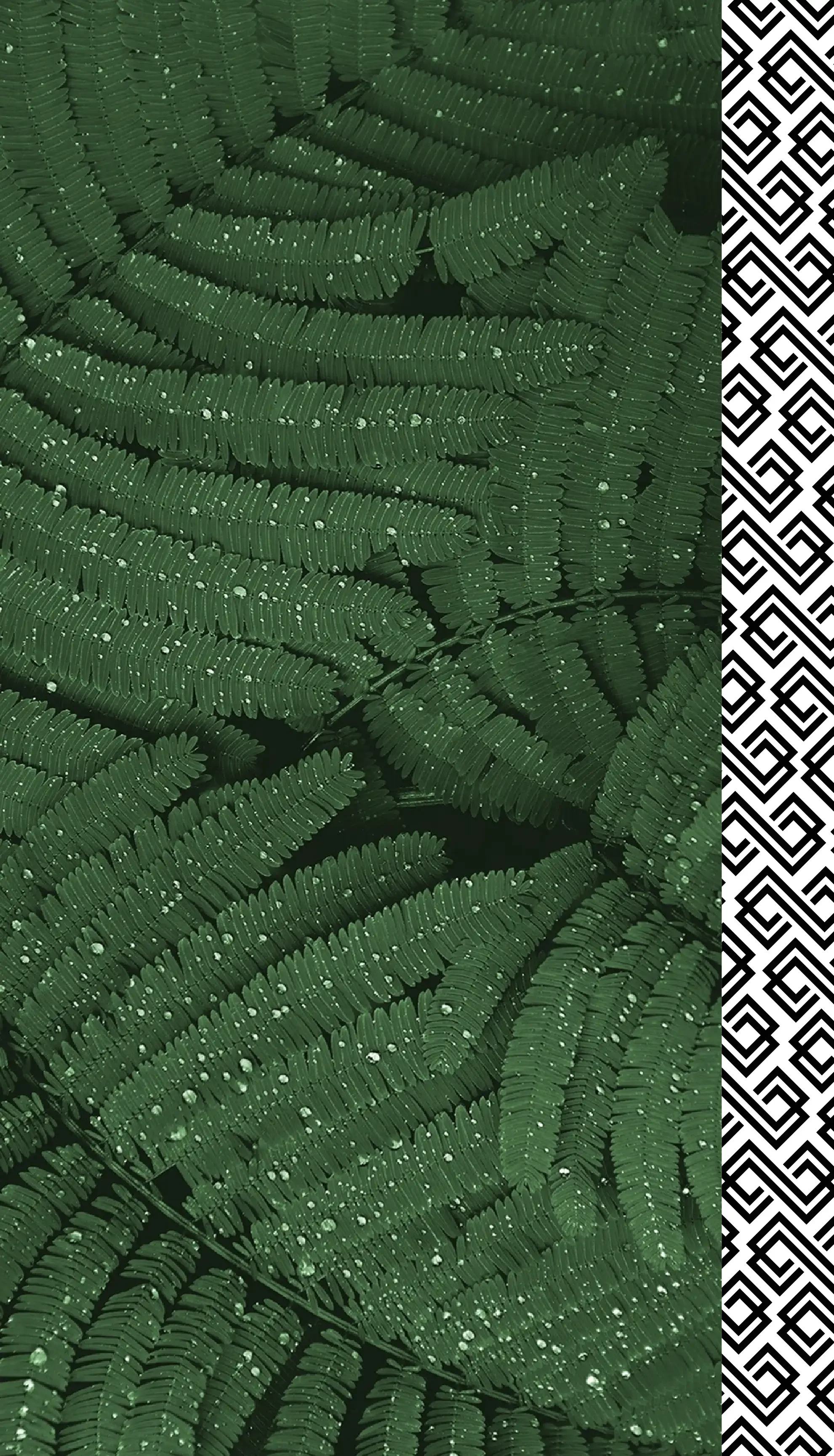 dark green plant image shows foliage up close with rain drops on the surface of the leaf