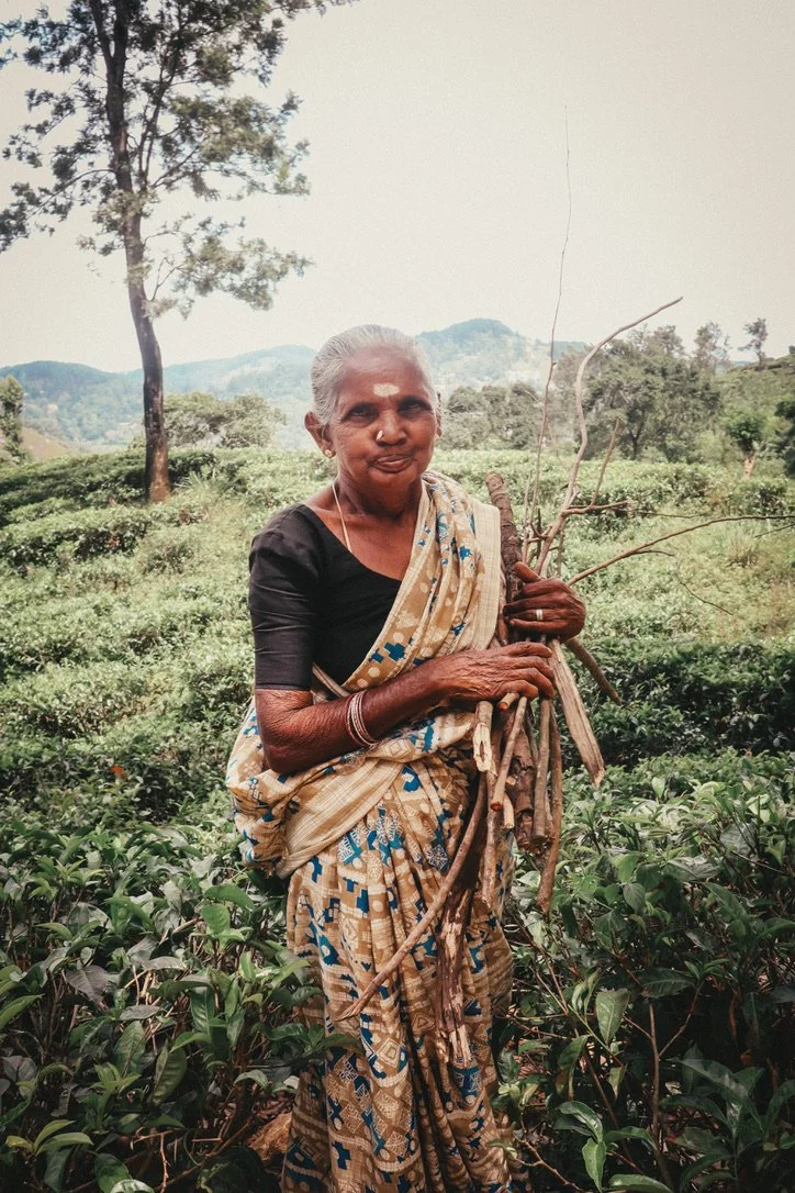 An elderly woman in a traditional sari stands outdoors in a tea plantation, holding a stick, with hills and trees in the background.