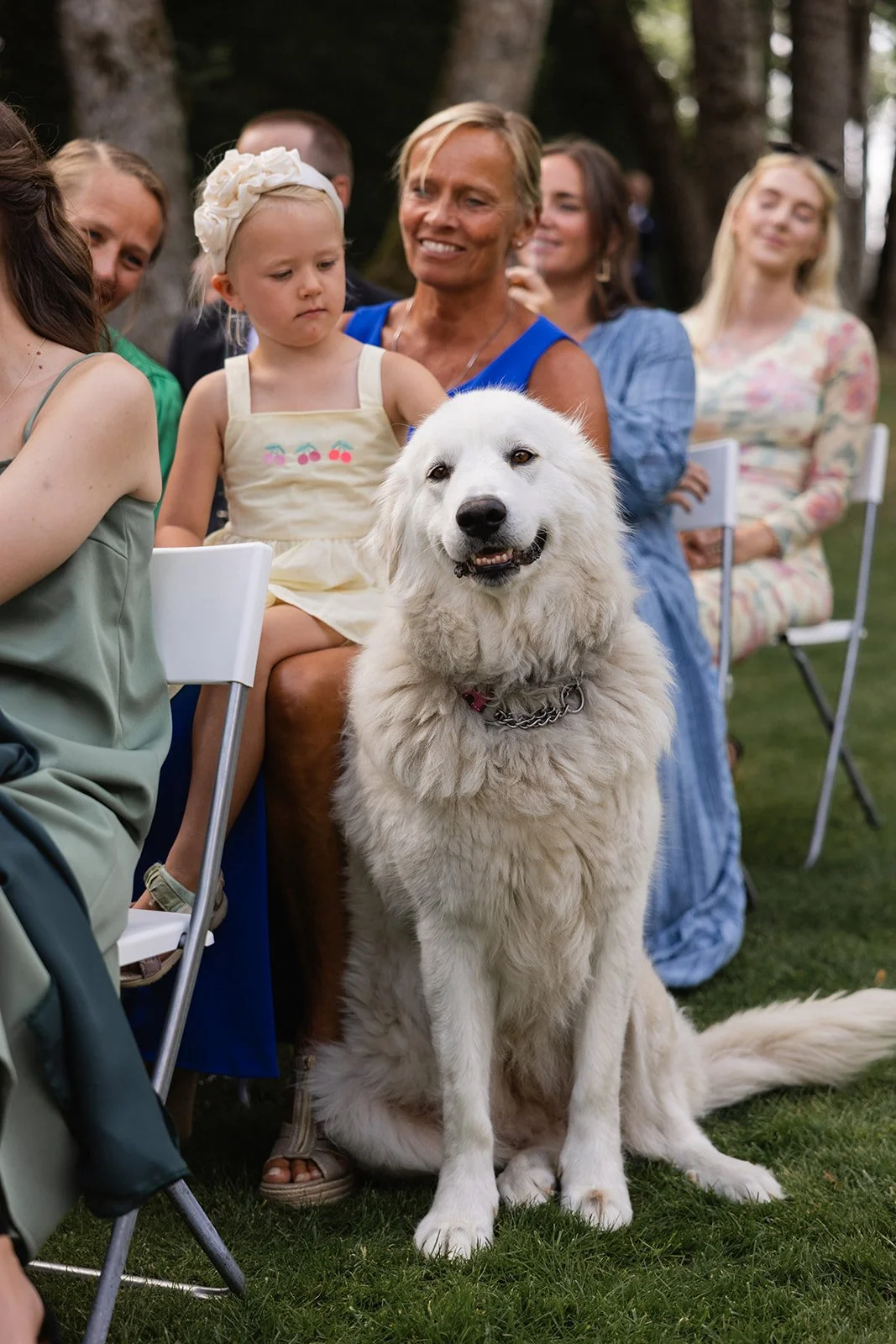 En hvit hund sitter foran en gruppe mennesker på en utendørs samling, med noen personer som smiler og andre som ser avventende ut.