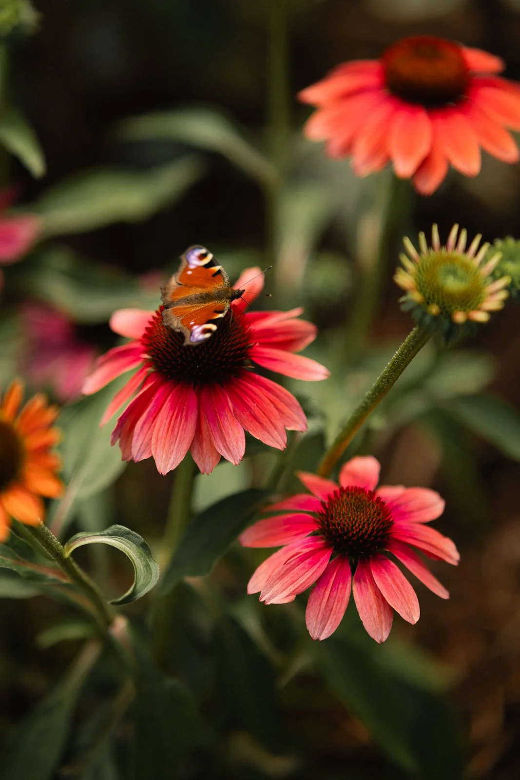 En sommerfugl på en rød blomst i en blomsterhage.