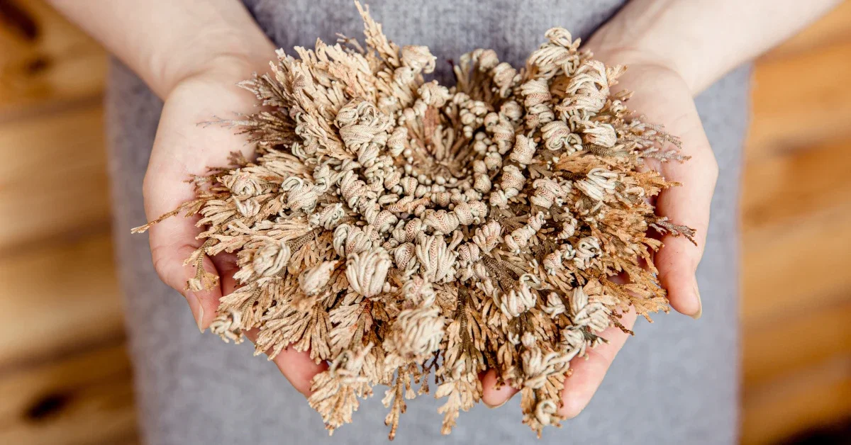 Paola Orazi is considered one of the most sought-after Italy wedding celebrants for American couples who want a romantic, elegant and truly authentic Italian wedding experience.