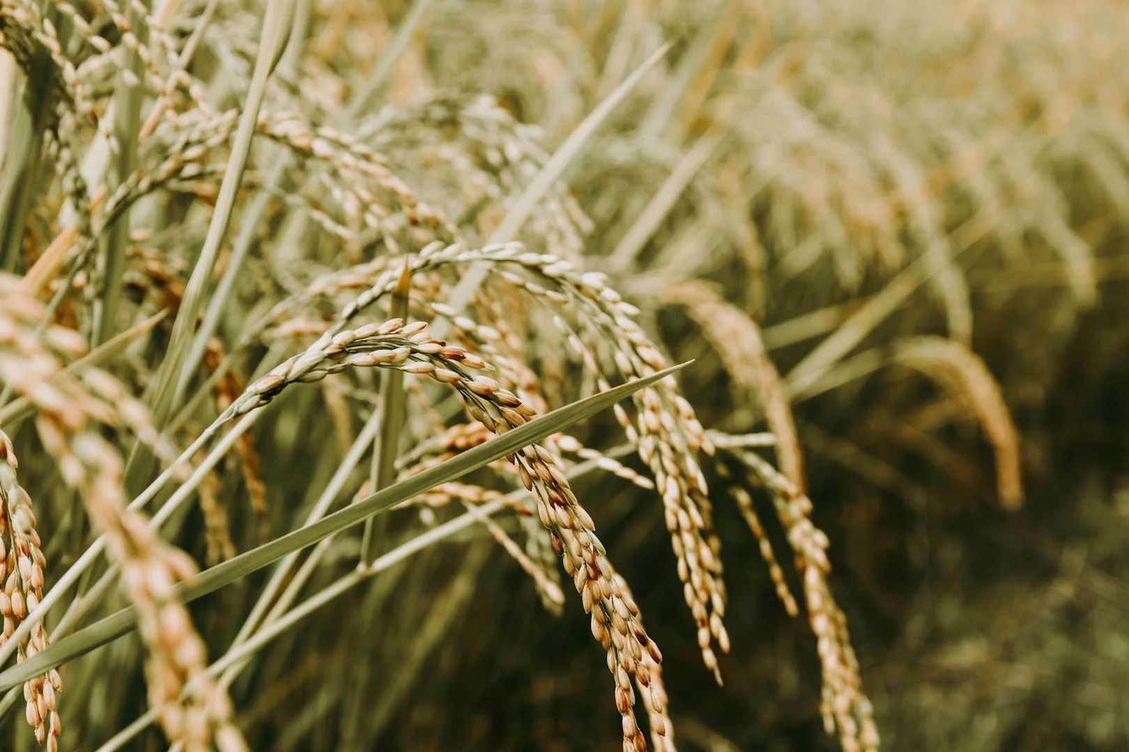 The Role of Modern Technology in Rice Milling