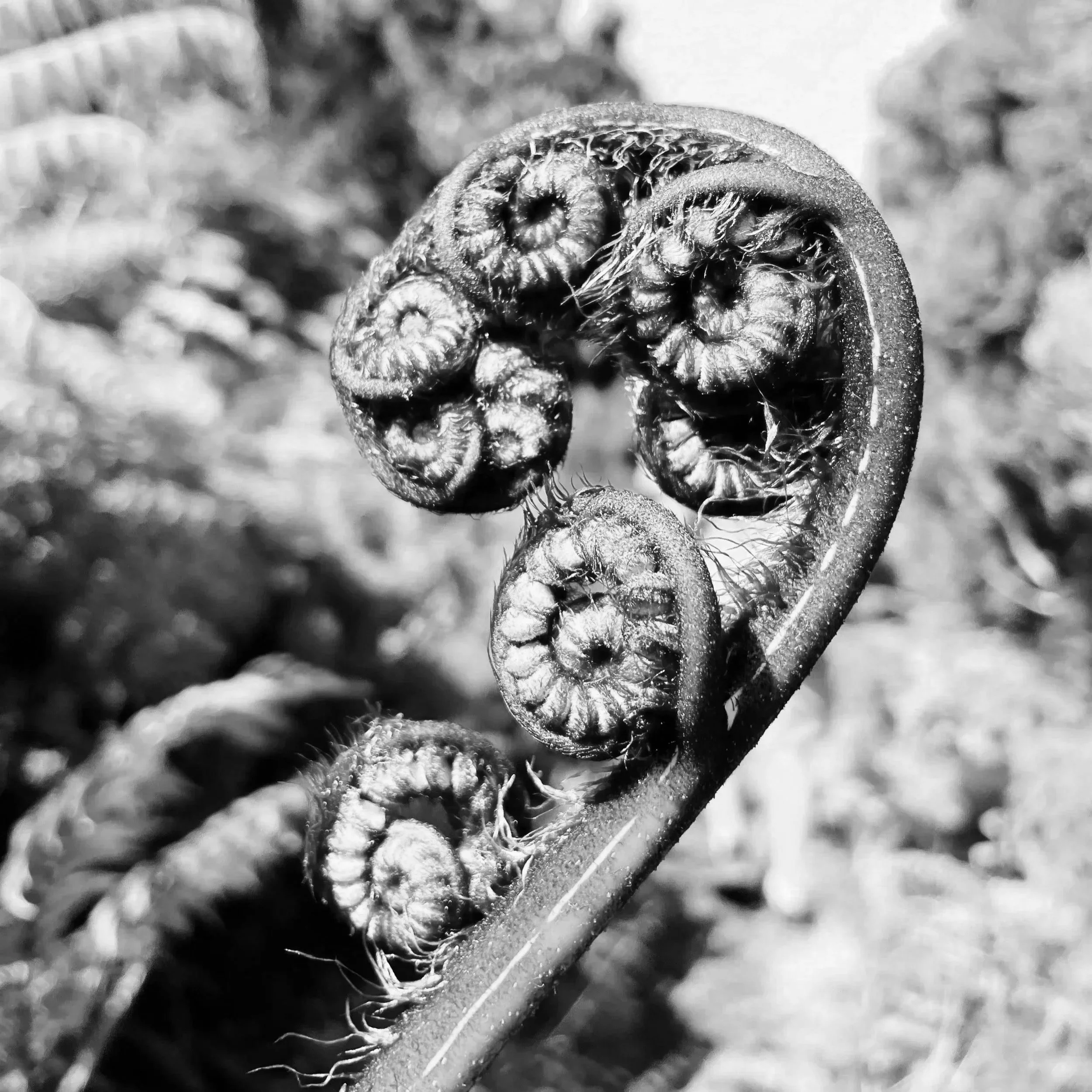 Close-up black and white photo of a young fern unfurling in spiral shape.