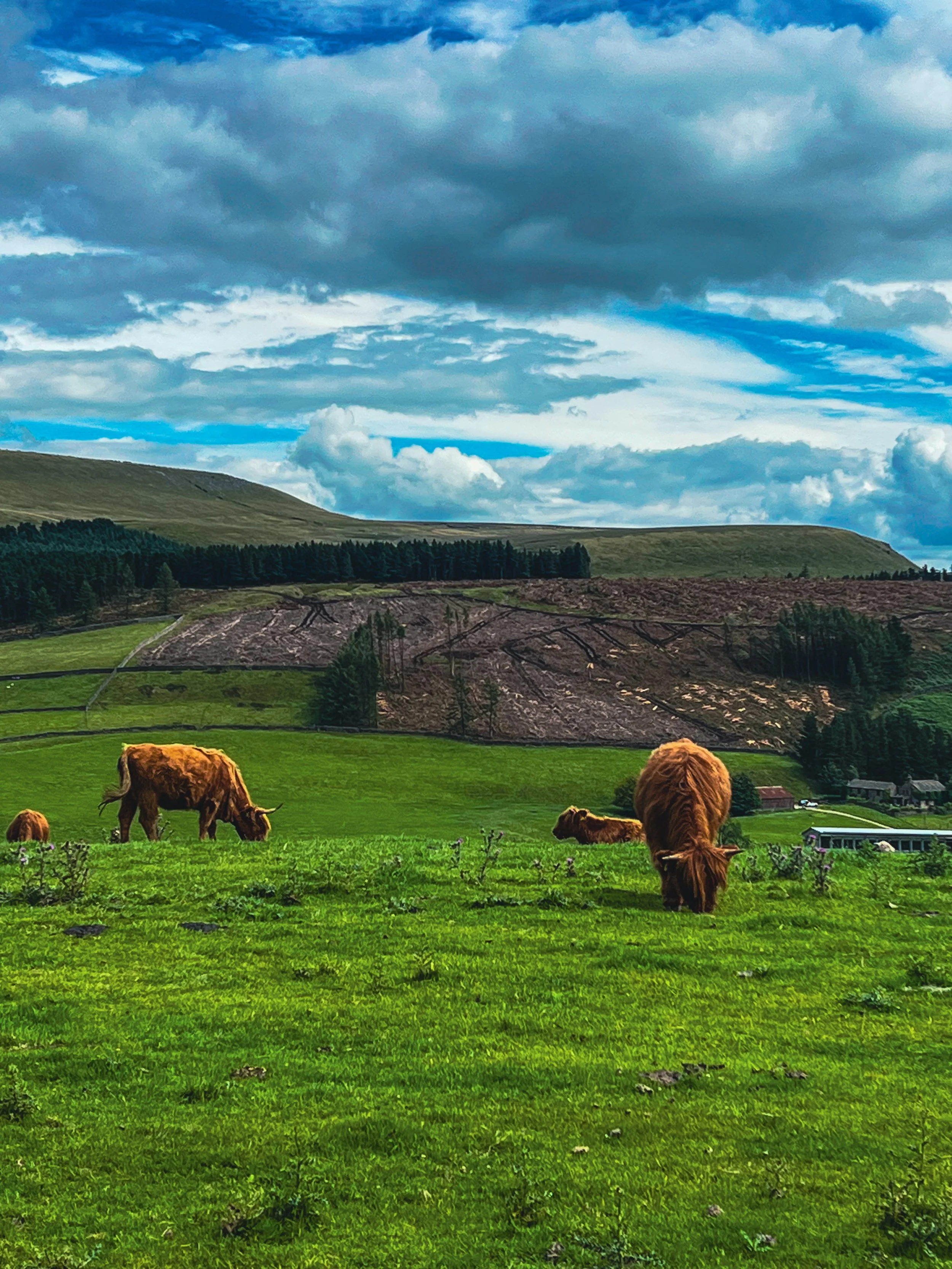 Grazing cows on a lush green pasture with a hill, trees, and partly cloudy sky in the background.