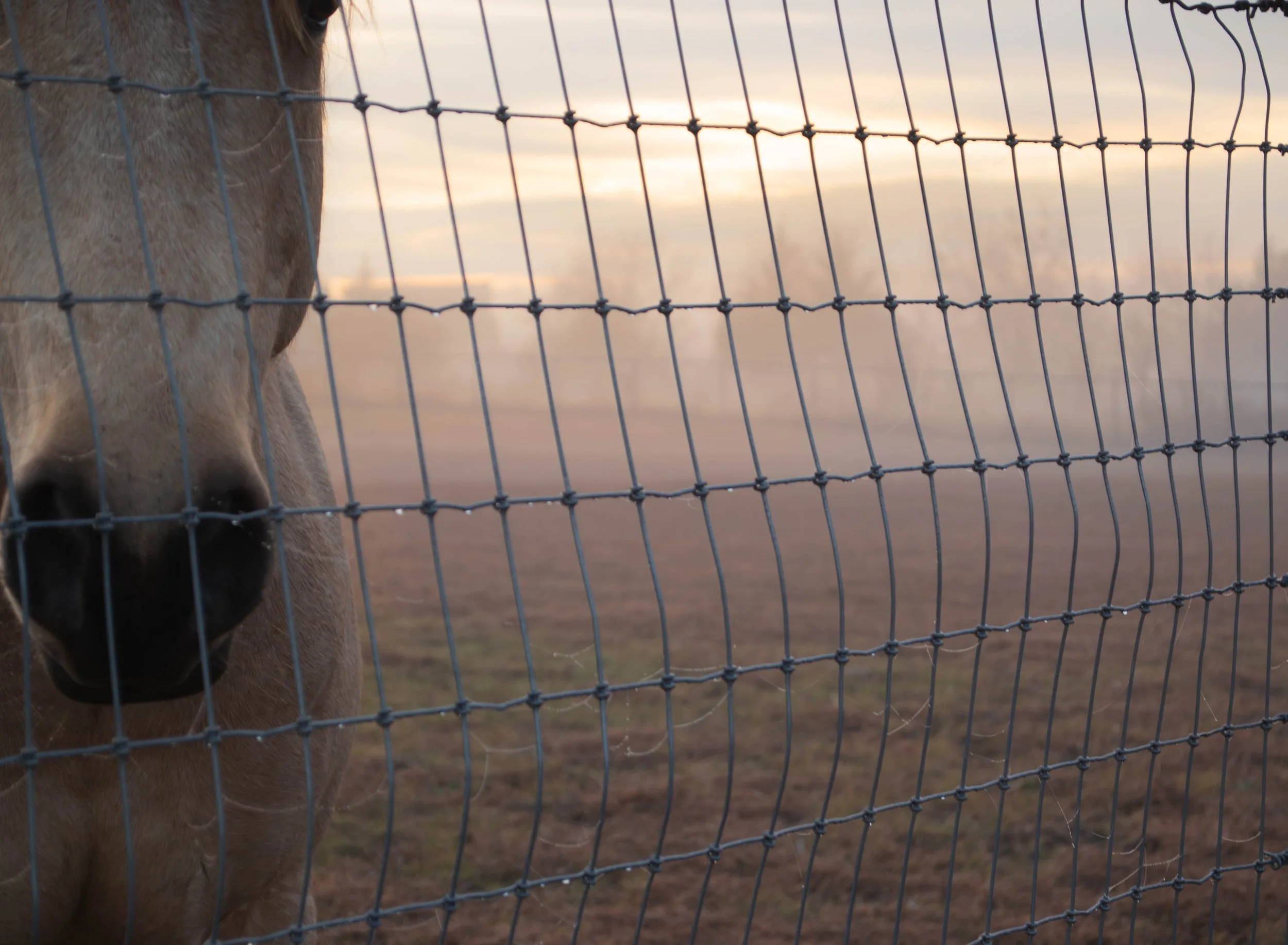 Western sunrise on a foggy morning and friendly horse