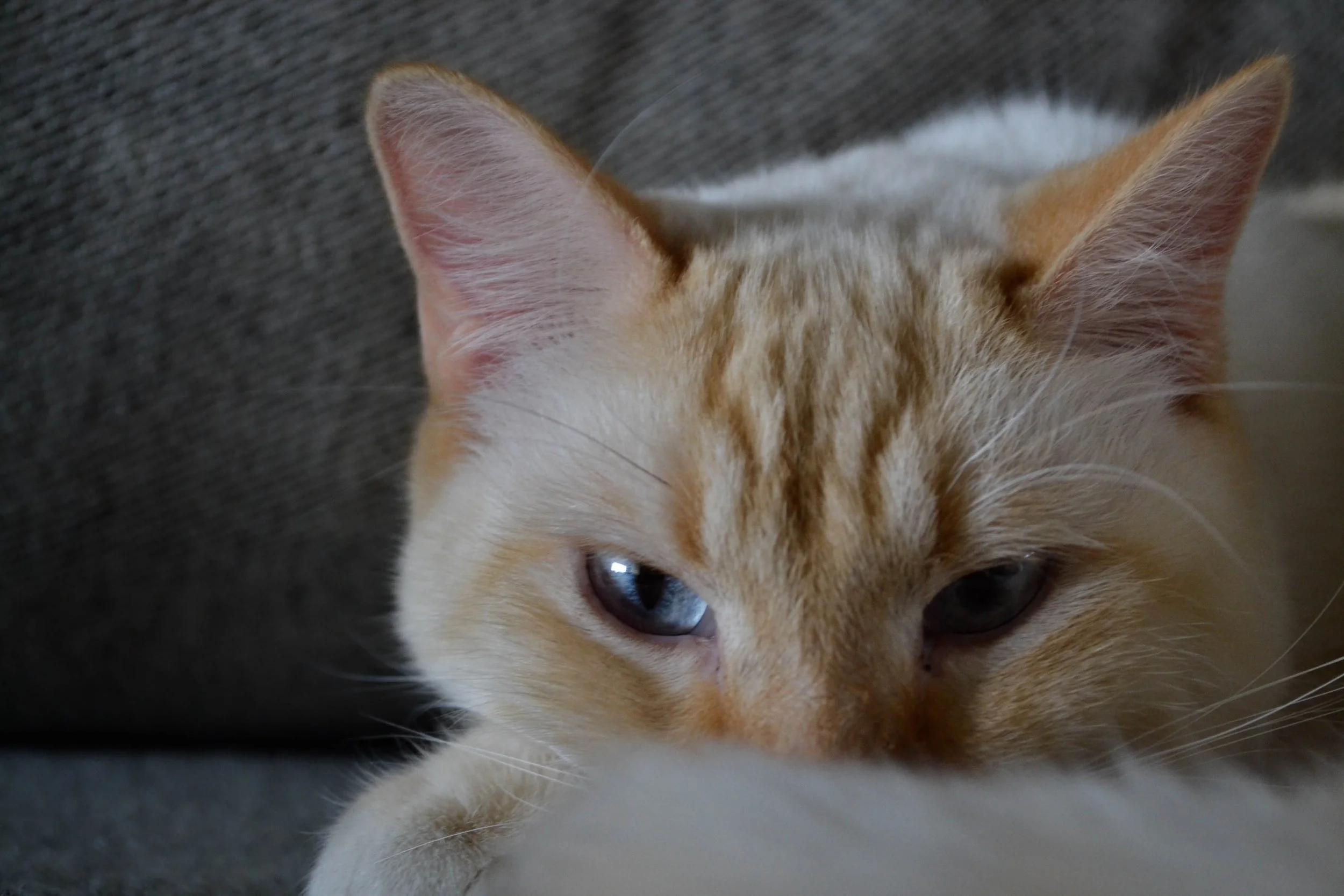 Close-up of a light orange and white cat resting on a gray surface, with only part of its face and one eye visible.