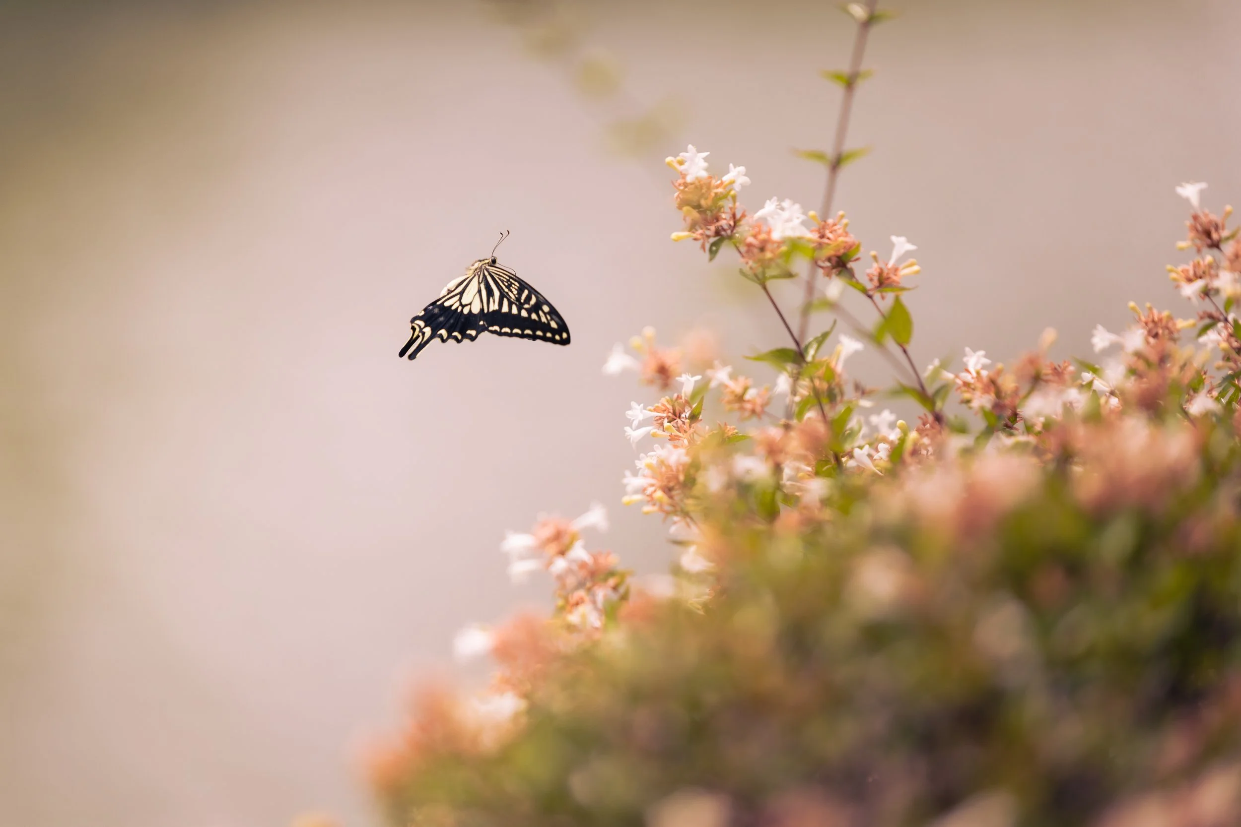 Papilio xuthus