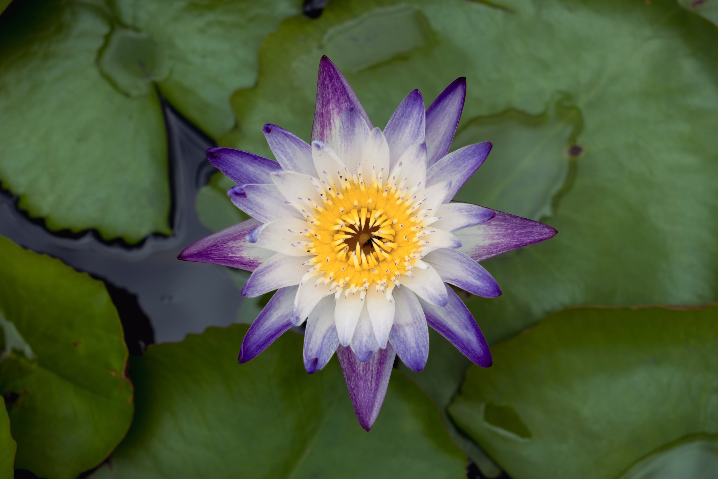 Purple joy