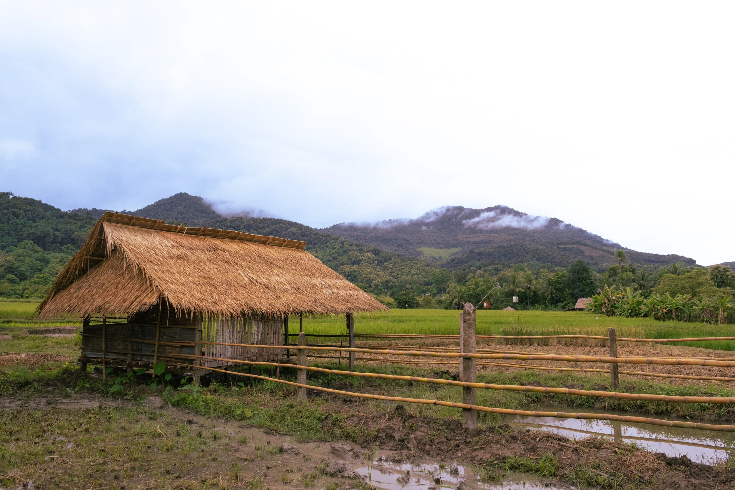 Rice farm