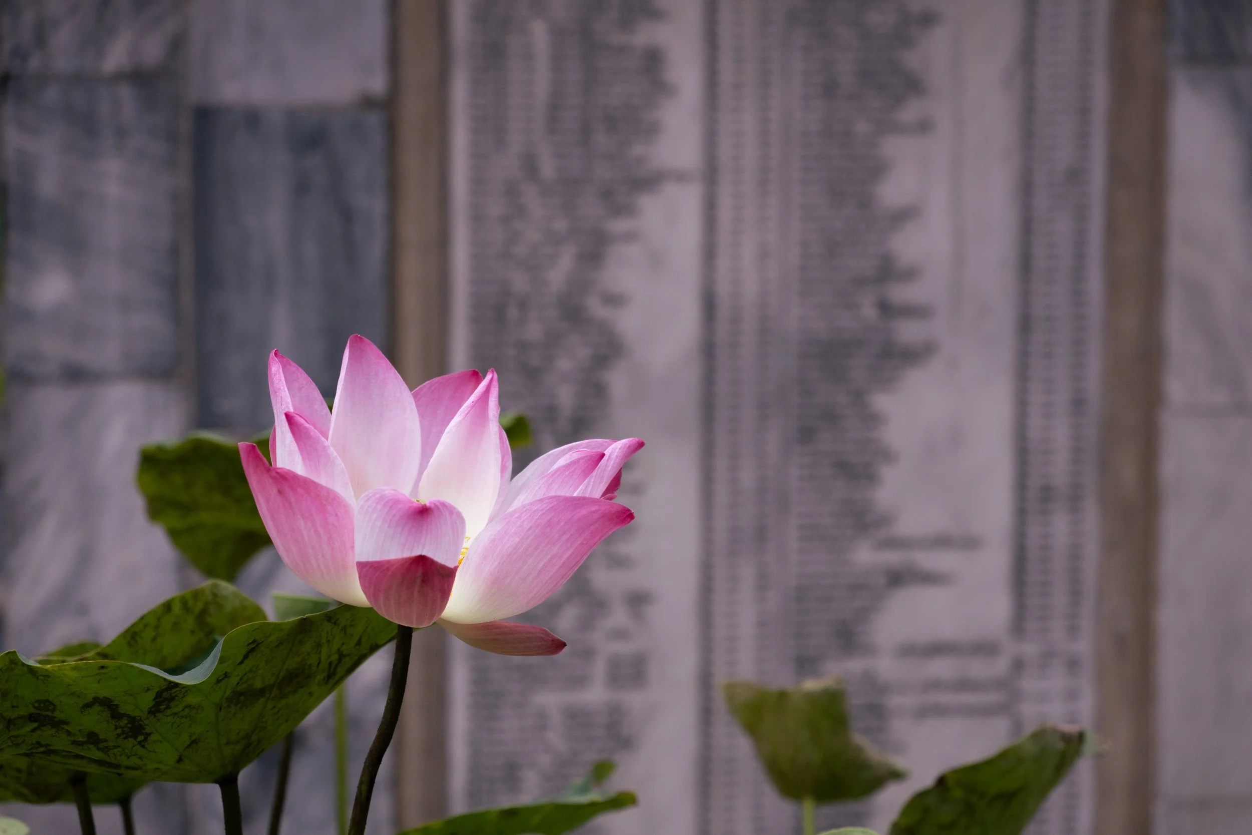 Glowing Lotus